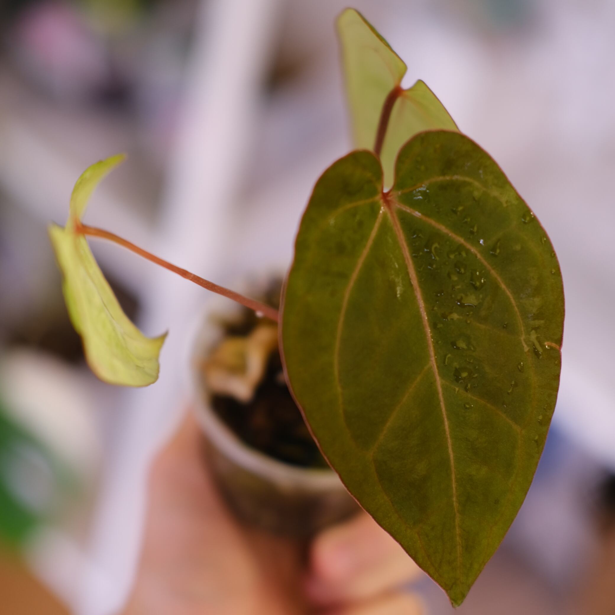 Anthurium kunayalensis × Anthurium Zara 'Michelle'｜アンスリウム