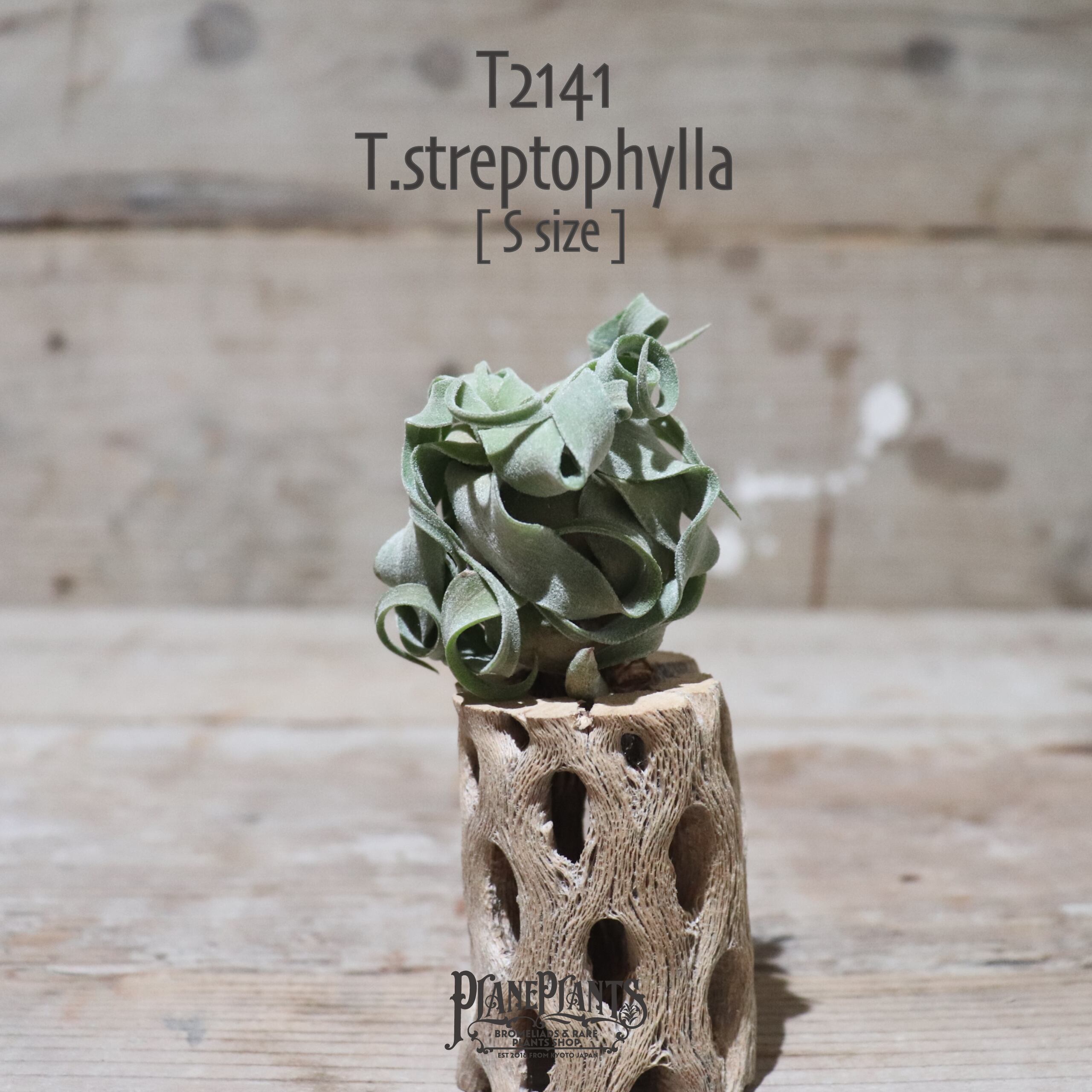 【送料無料】ストレプトフィラ S〔エアプランツ〕現品発送T2141