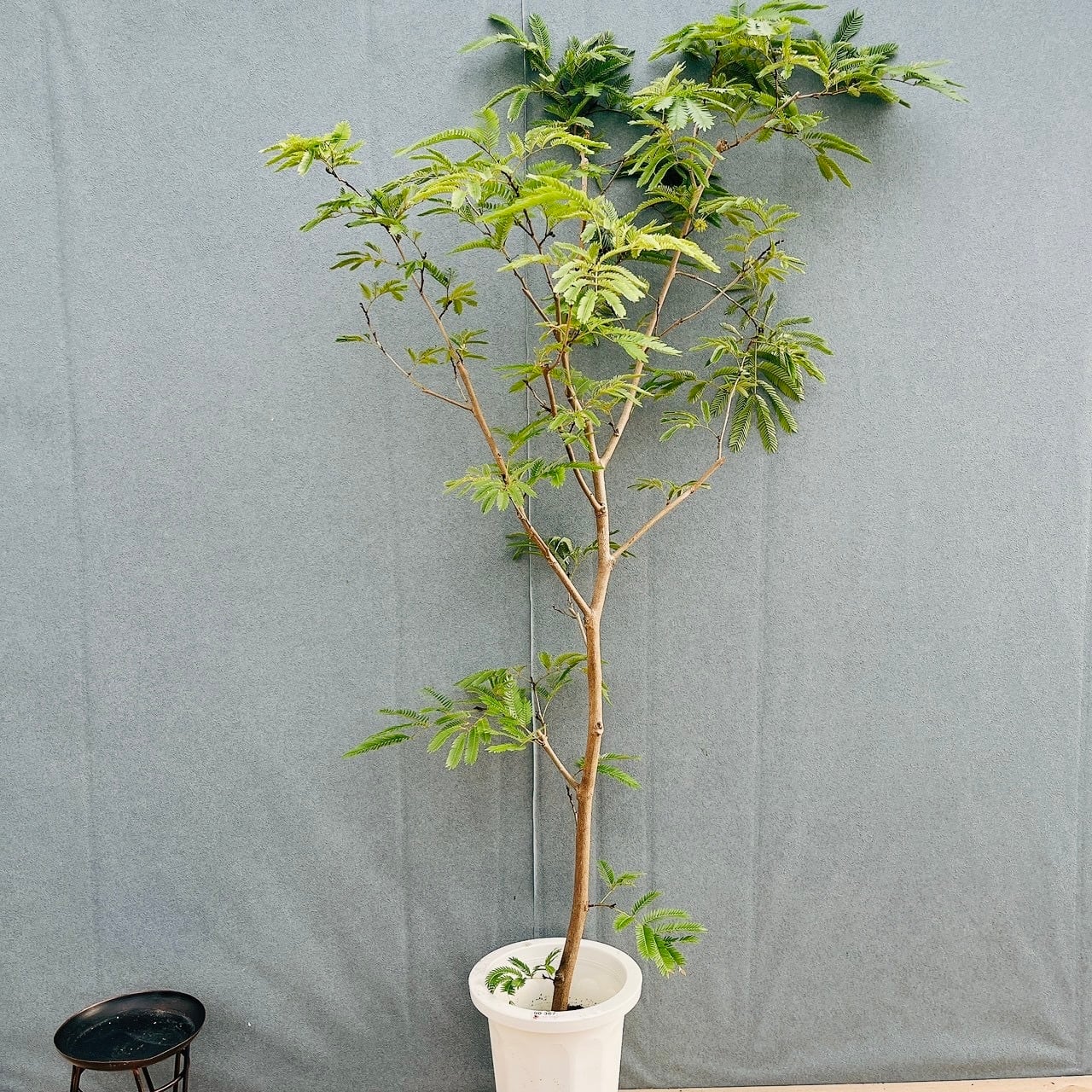 観葉植物 ［現品］1番 フィカス アムステルダムキング 曲がり 8号 観葉