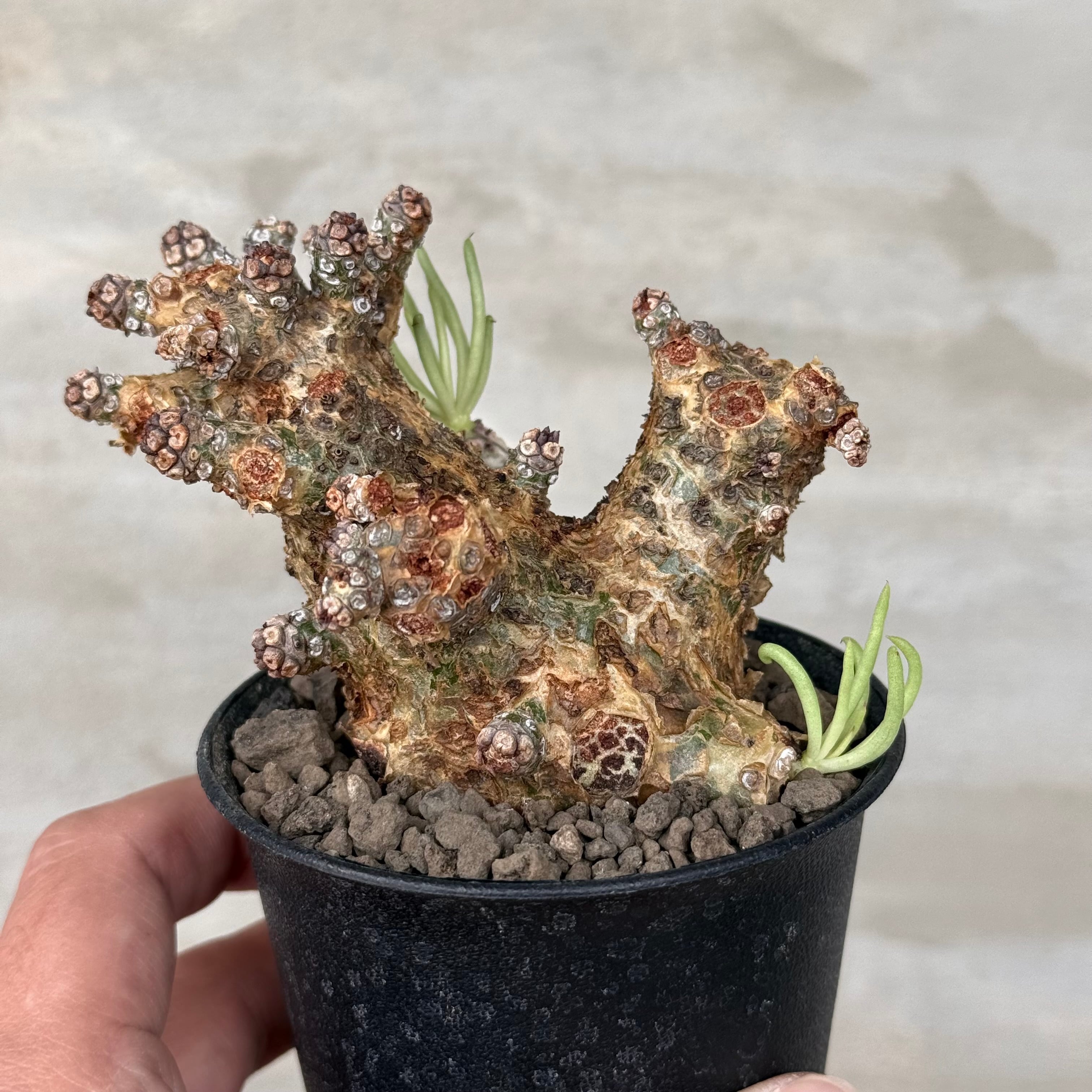 植物】 観峰玉 フォークイエリア コルムナリス 現地球 <良型2> 発根
