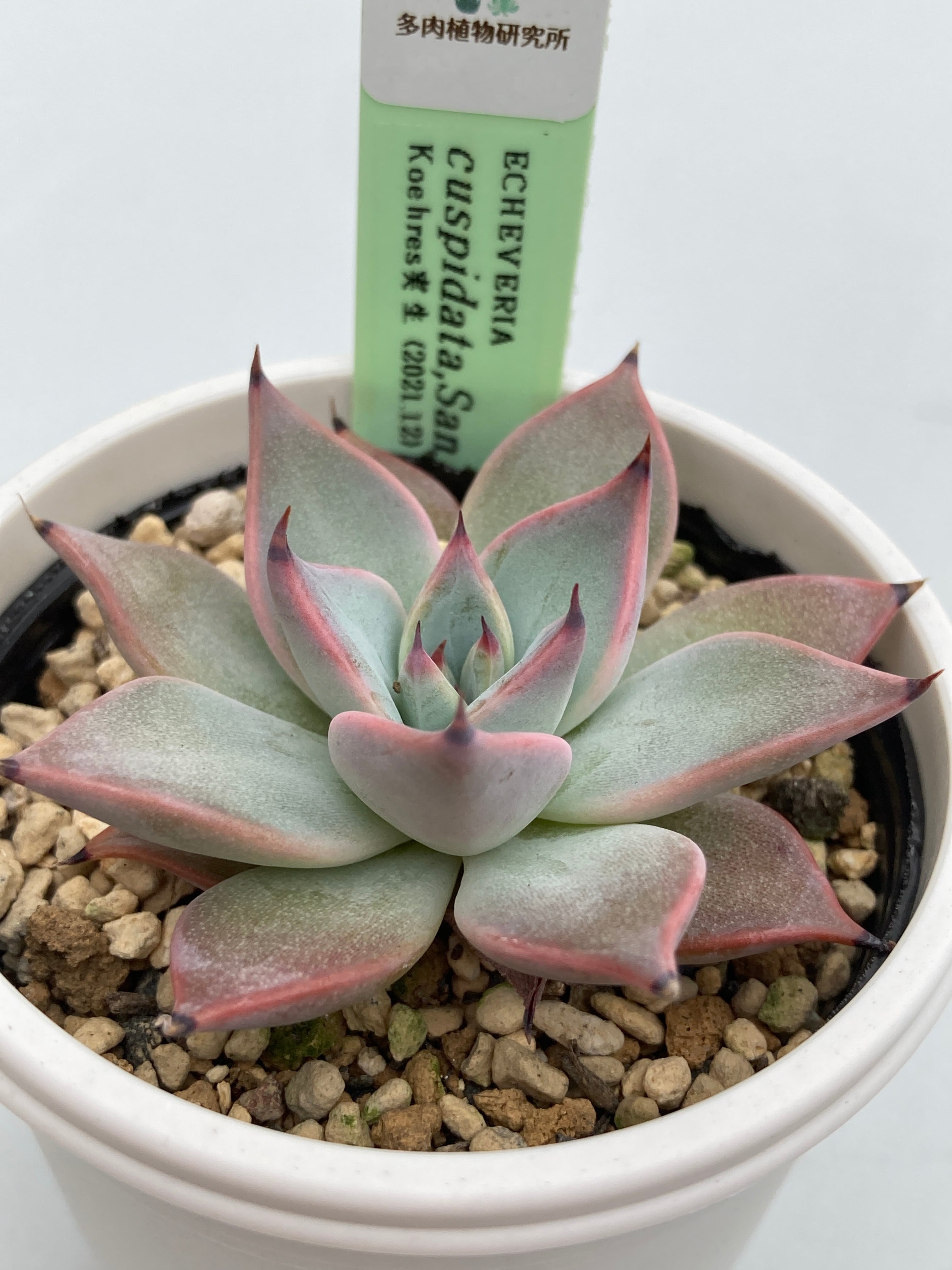 現物商品】ECHEVERIA cuspidata,San Roberto 原種 実生苗 | 多肉植物研究所