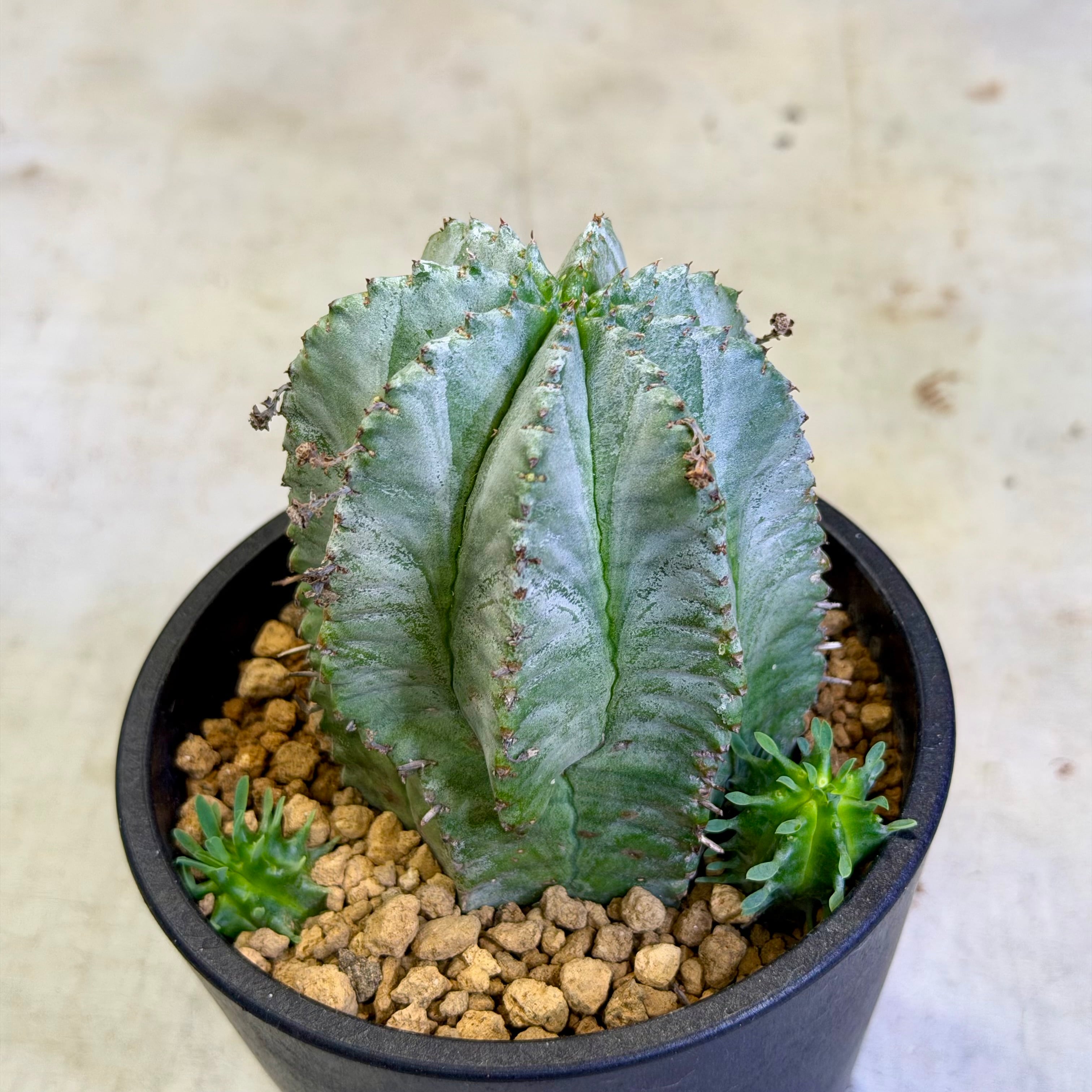 イタリア輸入 特大 ユーフォルビア ホリダ ユーフォルビア・ホリダ | barrelplants_BONSAI