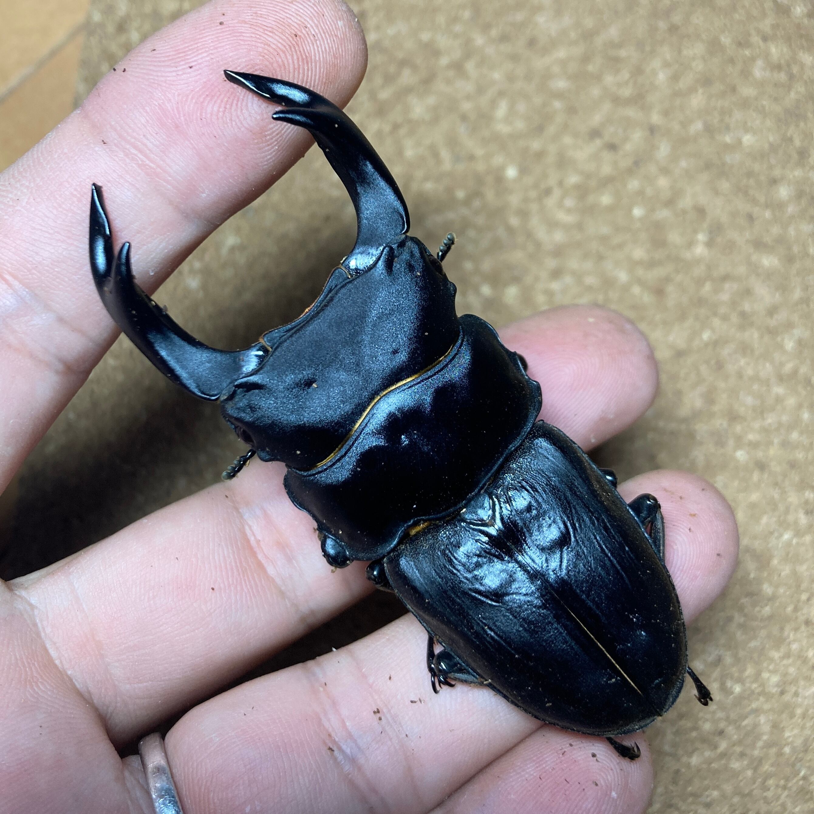 □□ 即ブリ可久留米産オオクワ ♂82.5 ♀52 ♀51.5 □□