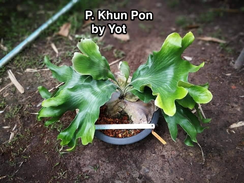 P. hillii 'Khunphon' (spore)-