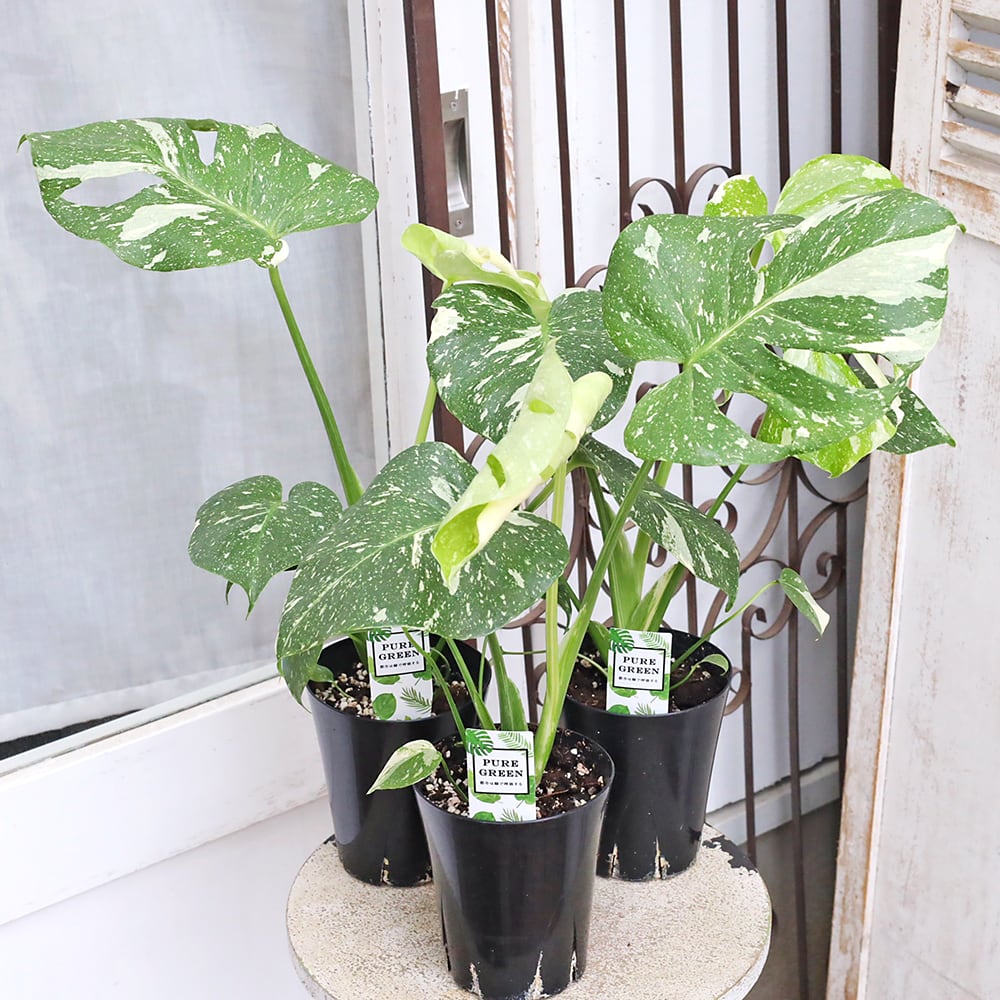 観葉植物 斑入りモンステラ タイコンステレーション 4号 H50cm