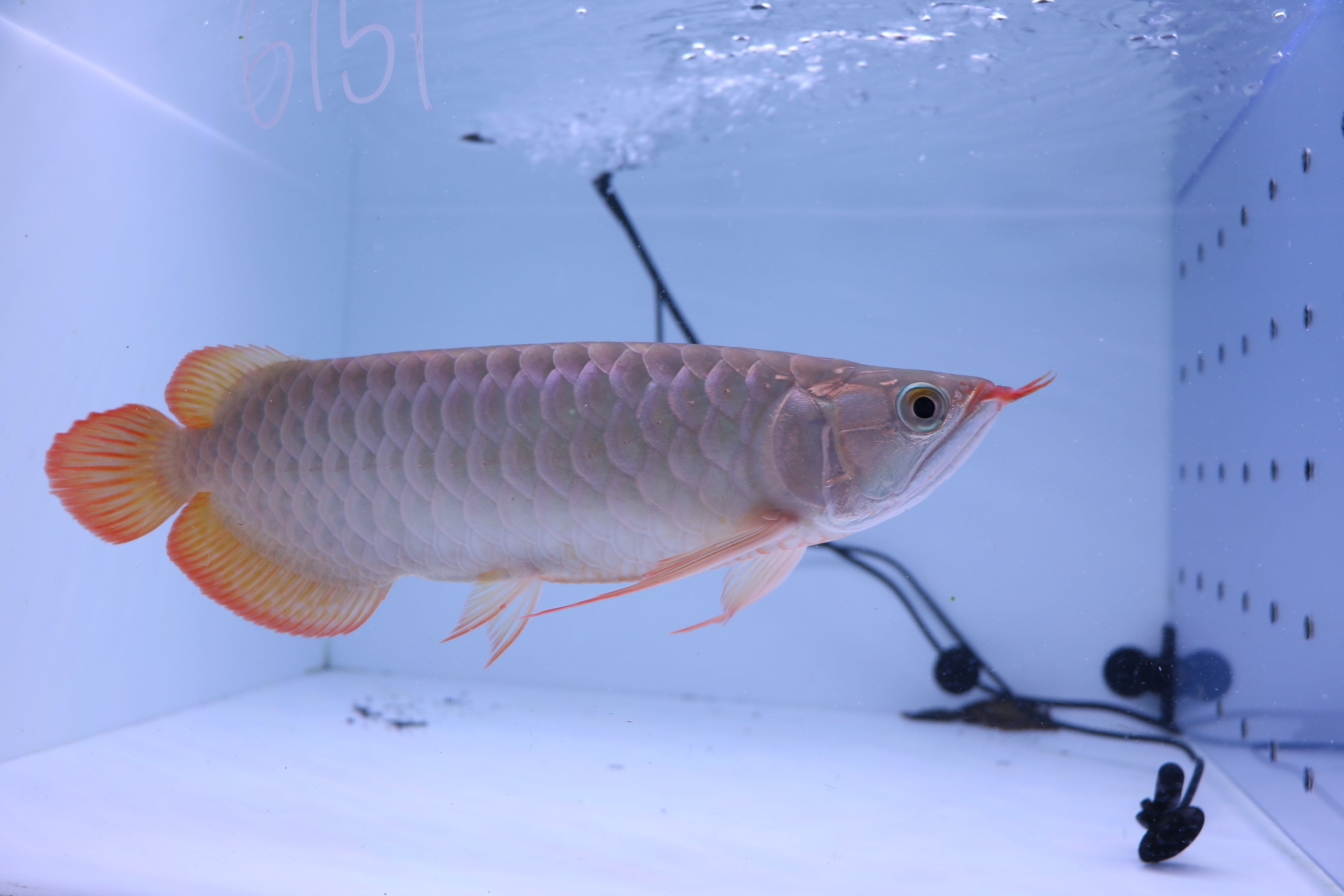 紅龍No.6151（スーパーレッド）☆トップクオリティ☆ ±30㎝ | アロワナ