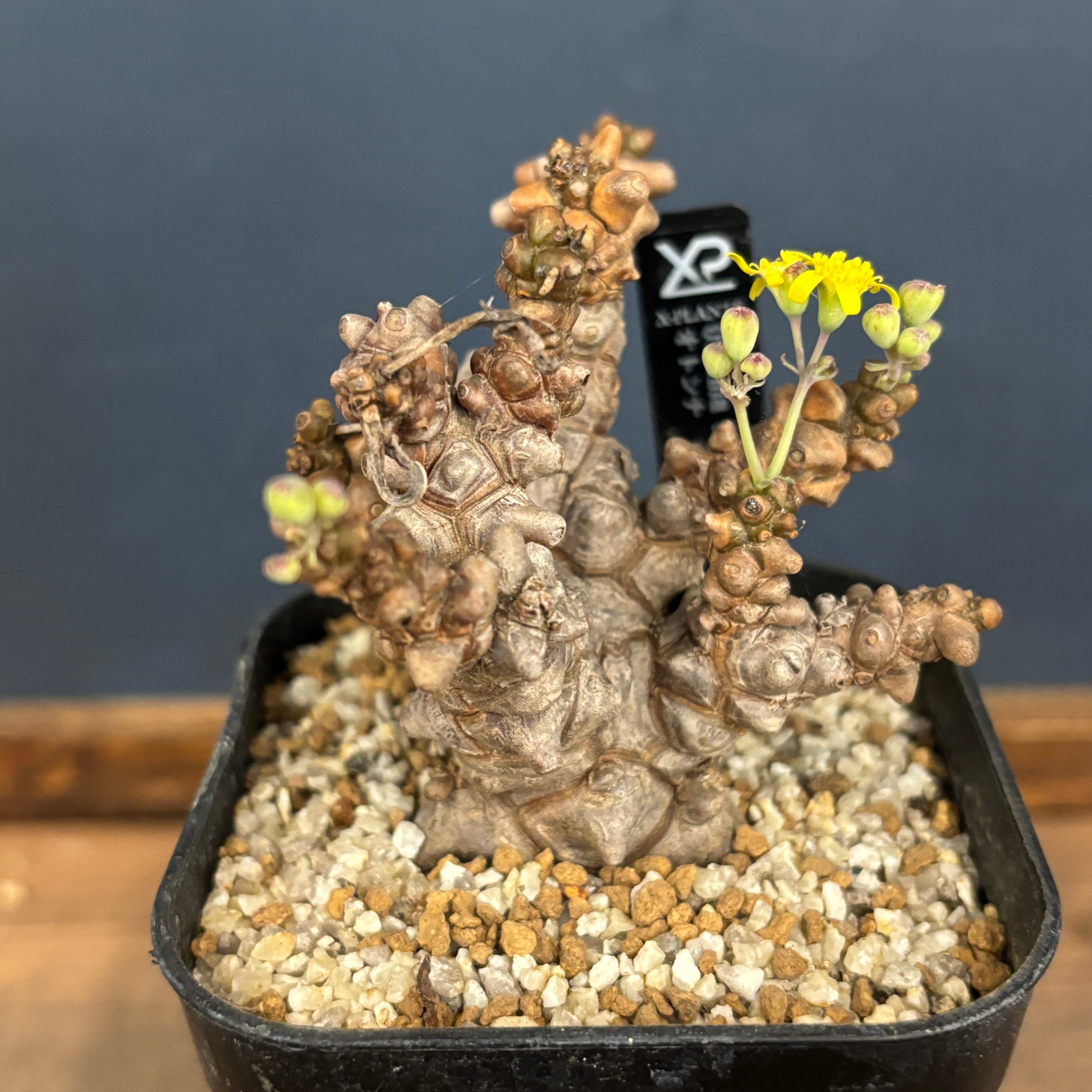 Y*e様 【ラスト小葉/安心の発根済株/鉢込/新芽3か所程度】 斑入り パンダガ PROTOLEAF プロトリーフ