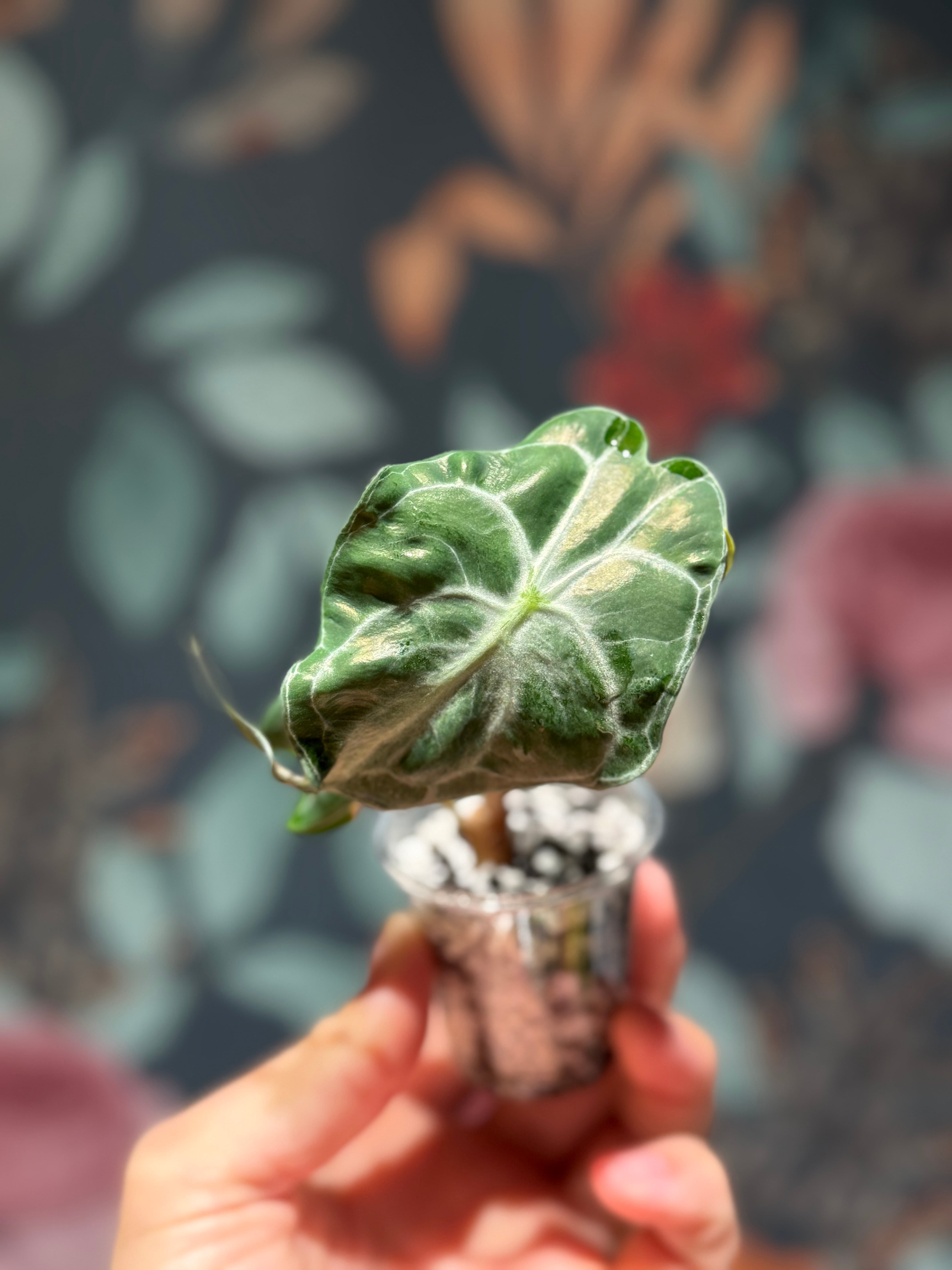 脇芽アリ】アロカシア ワトソニアナ ピンク斑入り Alocasia watsoniana