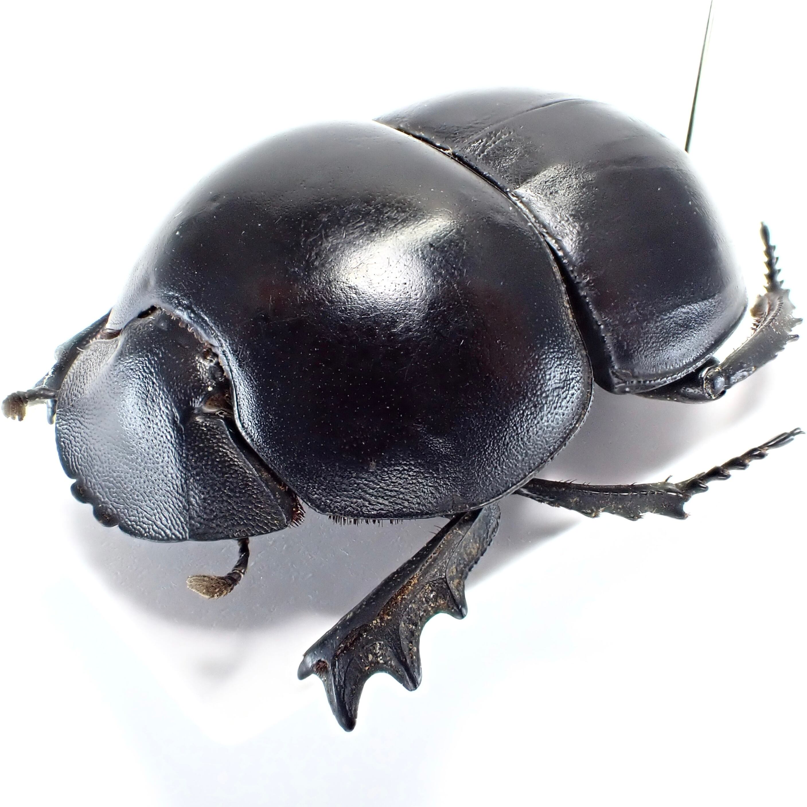 南アフリカ産 Cirellium bacchus ♂ 35mm | 昆虫標本 Diggers & Rollers