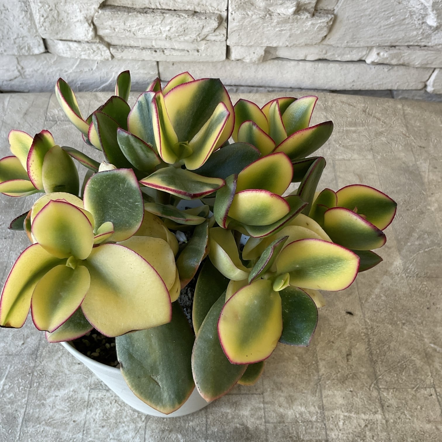 プリムラ レトロボックス | 橋本種苗園