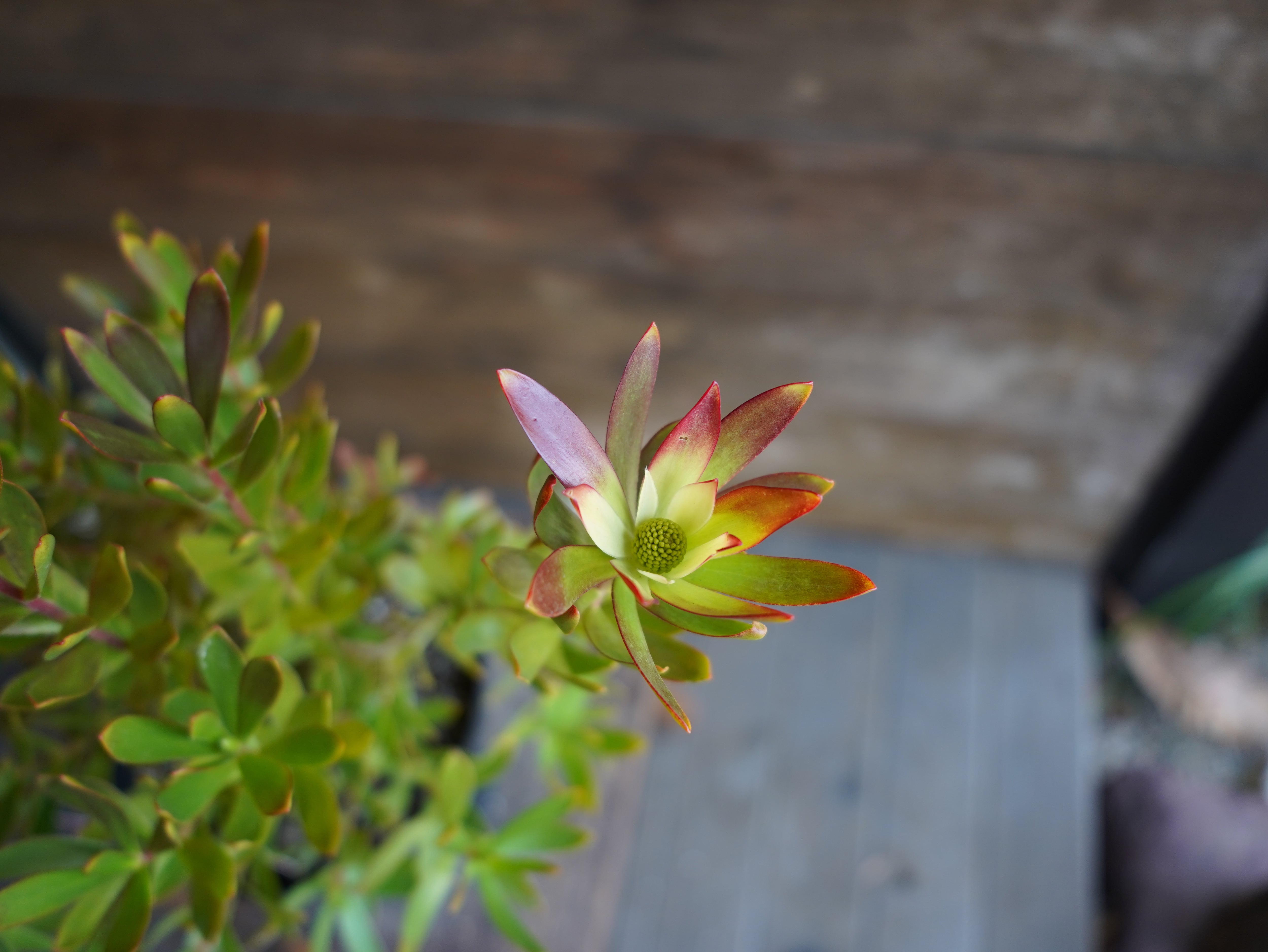 【現物】リューカデンドロン ”Harvest” 6号