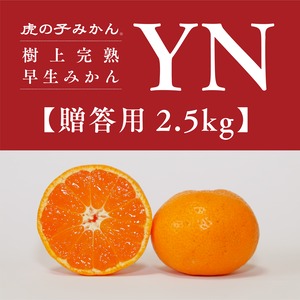 「虎の子みかん」YN早生/贈答用2.5kg