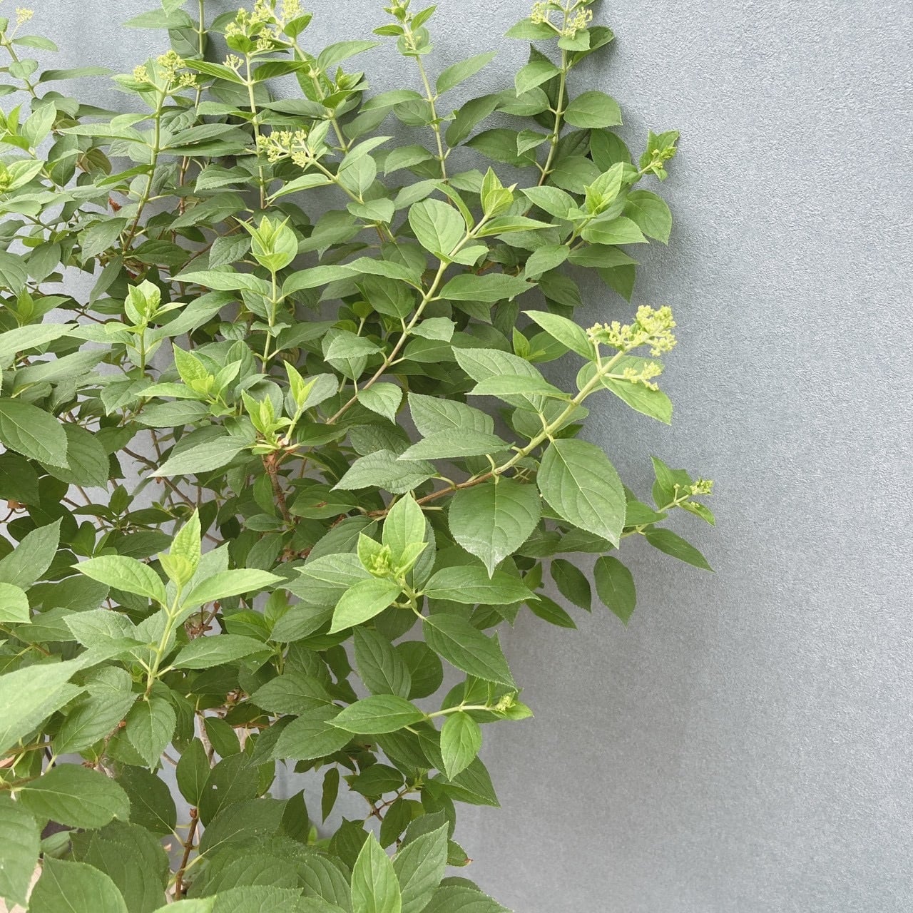 ［現品］1番　ピラミッドアジサイ　9号　植物　紫陽花　ノリウツギ　落葉低木 現品］ピラミッドアジサイ 9号 植物 紫陽花 ノリウツギ 落葉低木 | PF