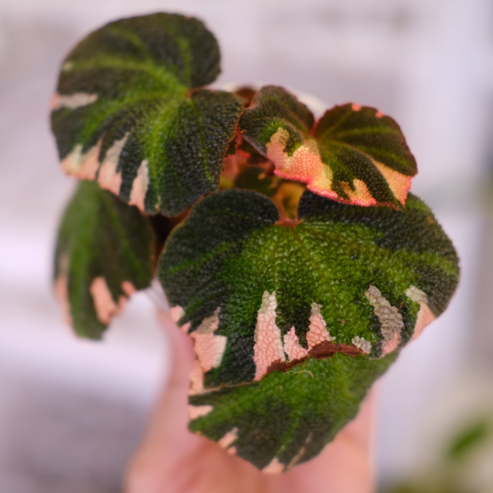 Begonia soli mutata Variegated│ベゴニア ソリムタータ バリエガータ