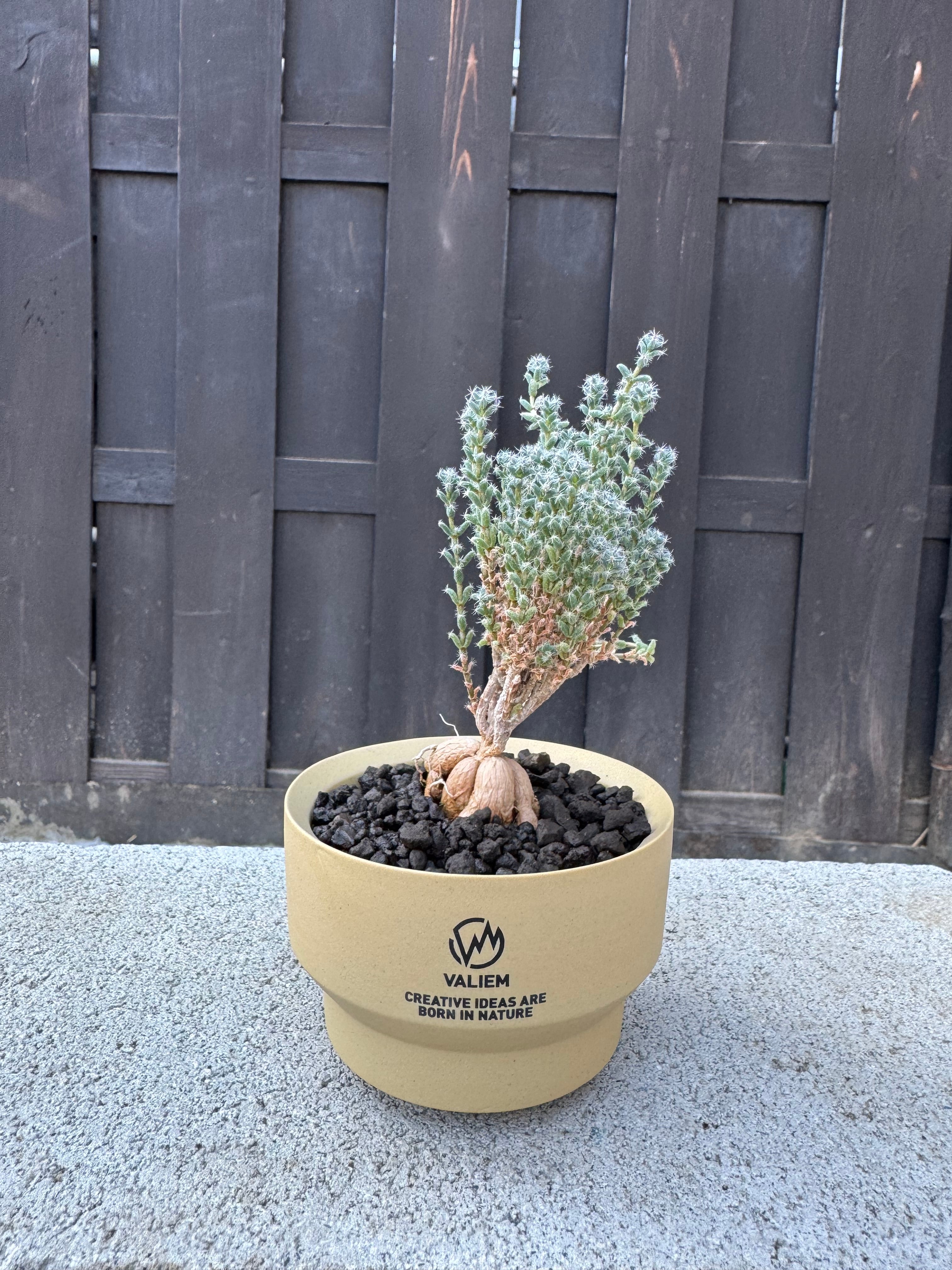 盆栽 | 青坊主-aobouzu-