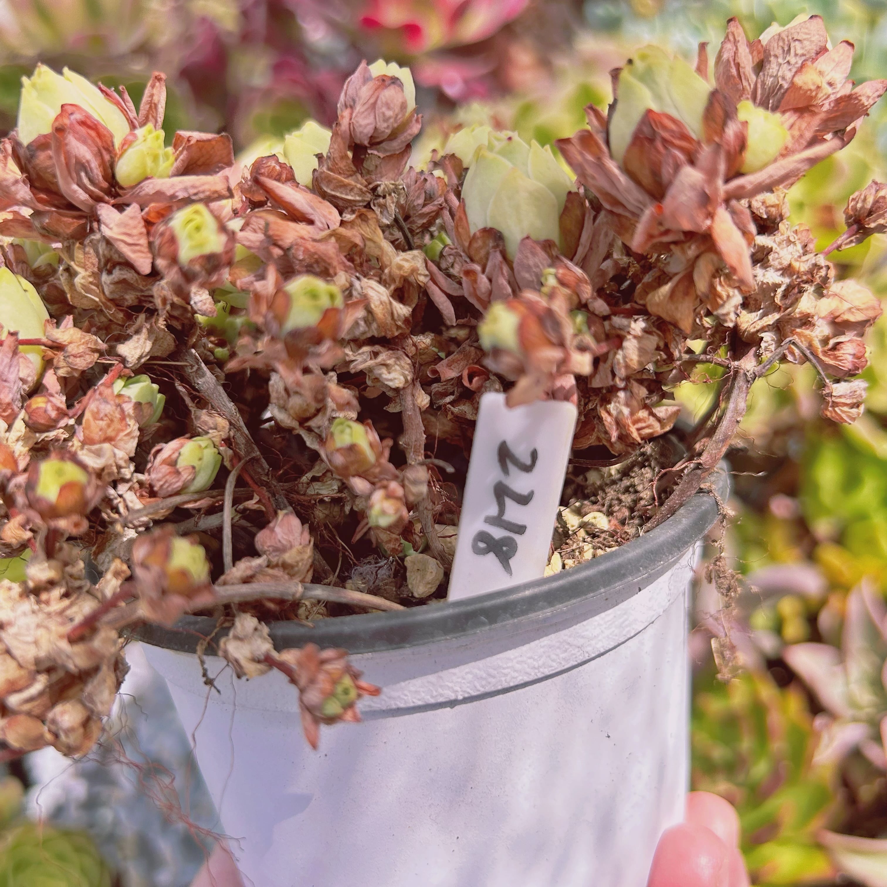 2218現物 多肉植物 ドドランタリス 特大 | るる農園~多肉植物専門