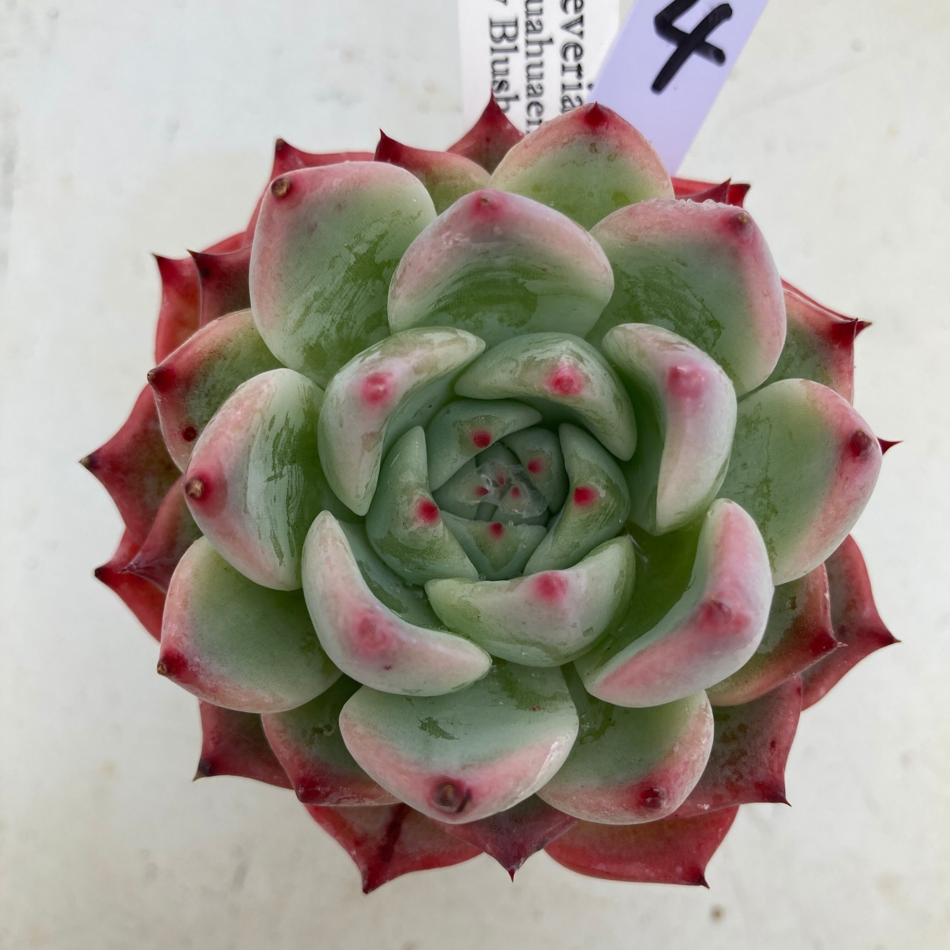 現物商品】 チワワエンシス ルビーブラッシュ ④ ゴンザレス