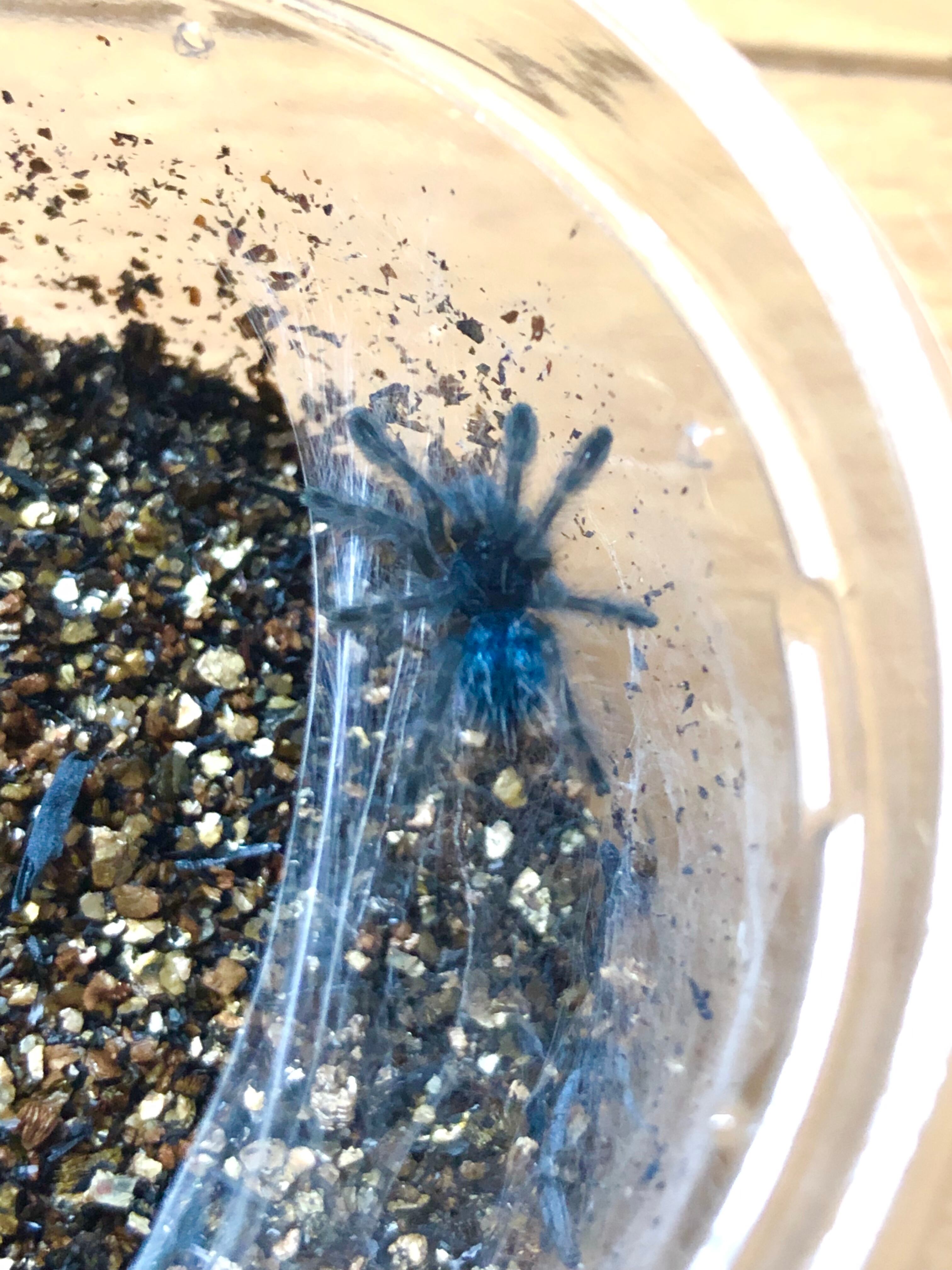 アンティルピンクトゥー Unloved東京 アンティルピンクトゥー Unloved東京