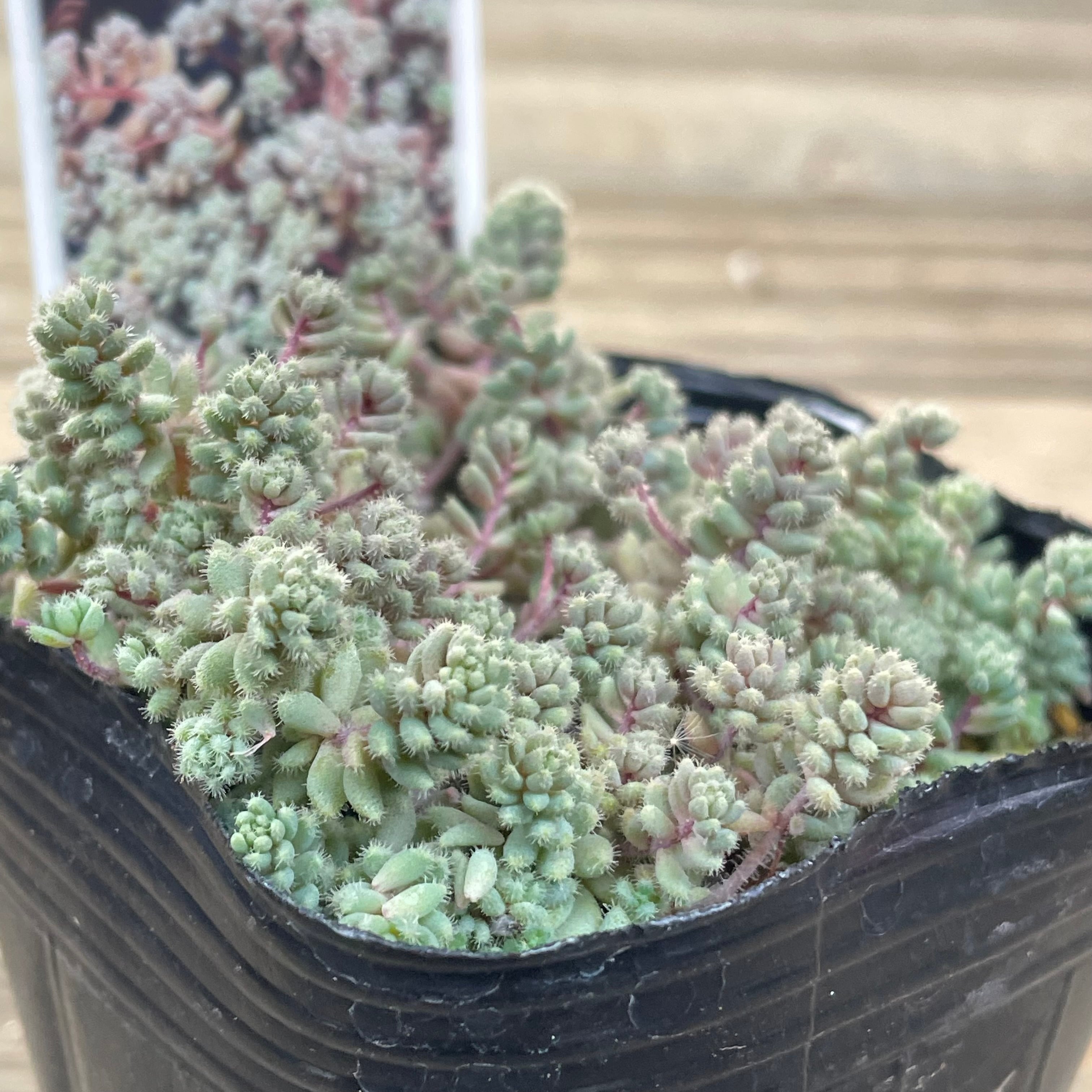 タマタンパク)玉蛋白 | RuPo 多肉植物専門店