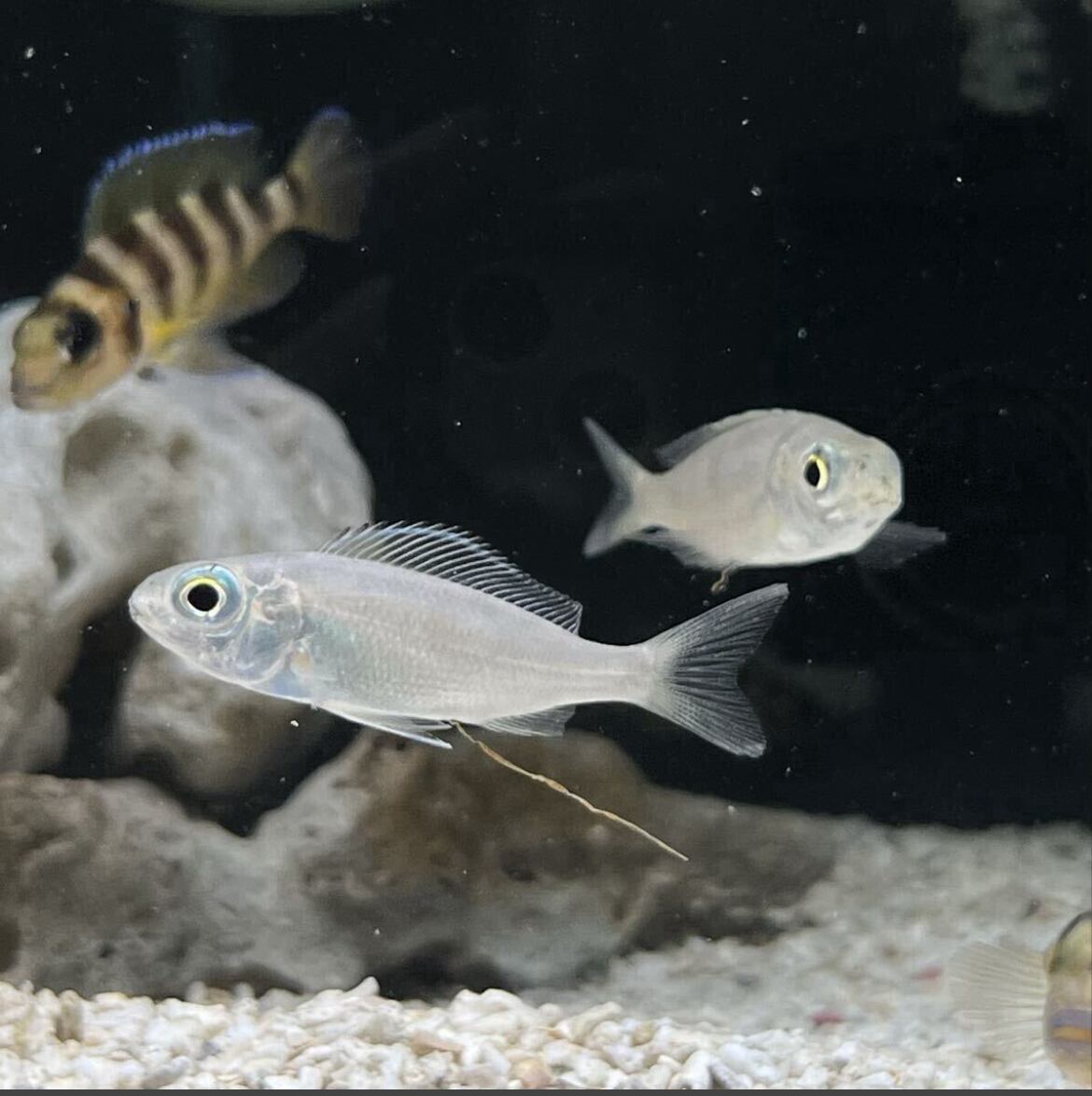 キアソファリンクス フルシルァー レシャ Cyathopharynxfurcifer Resha