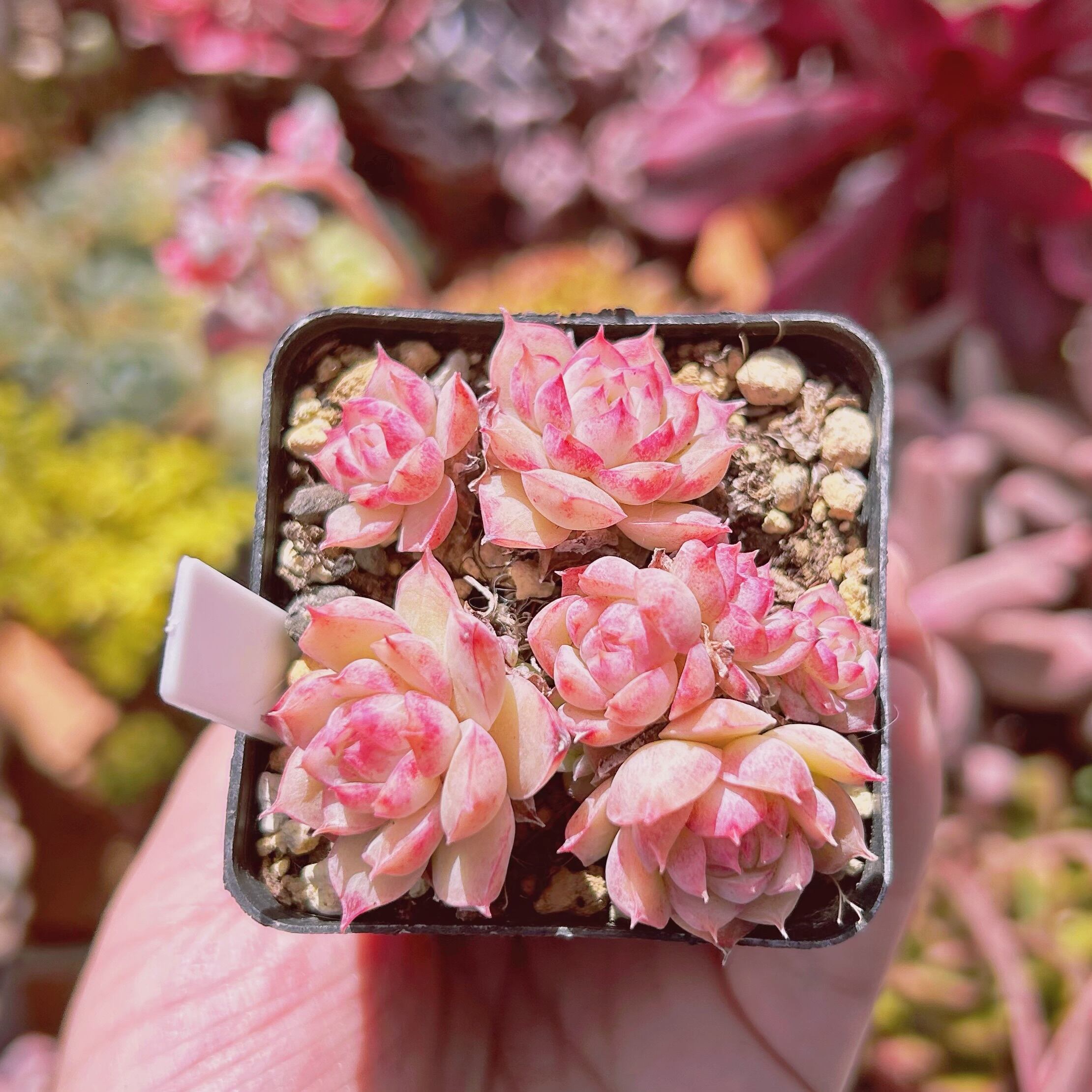 現物 多肉植物 ルビーライト 抜き苗 | るる農園~多肉植物専門