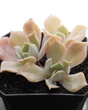カット苗 デザートキャメル 3頭群生 Echeveria 'Desert Camel'