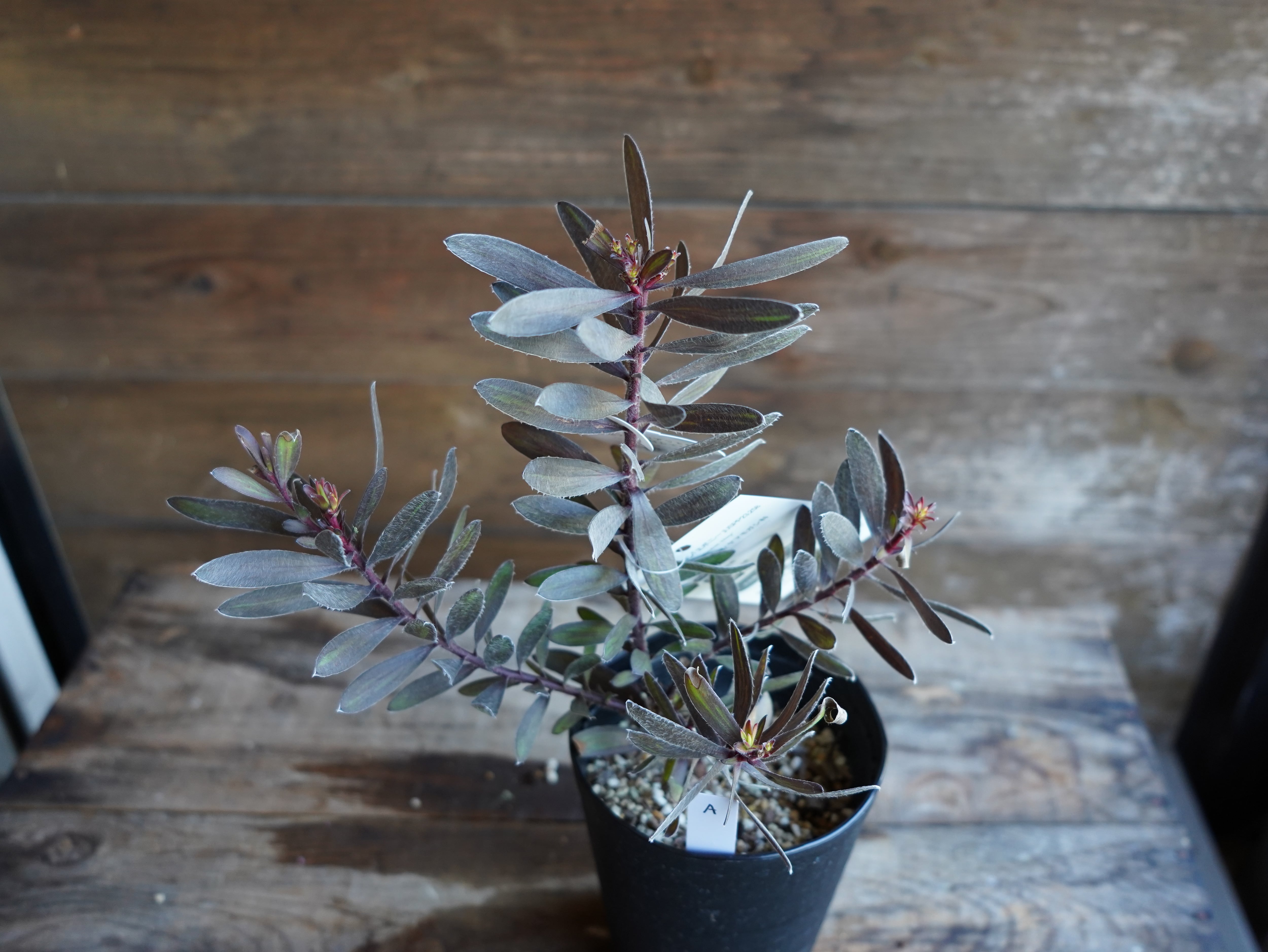 【現物】リューカデンドロン ”エボニー” A