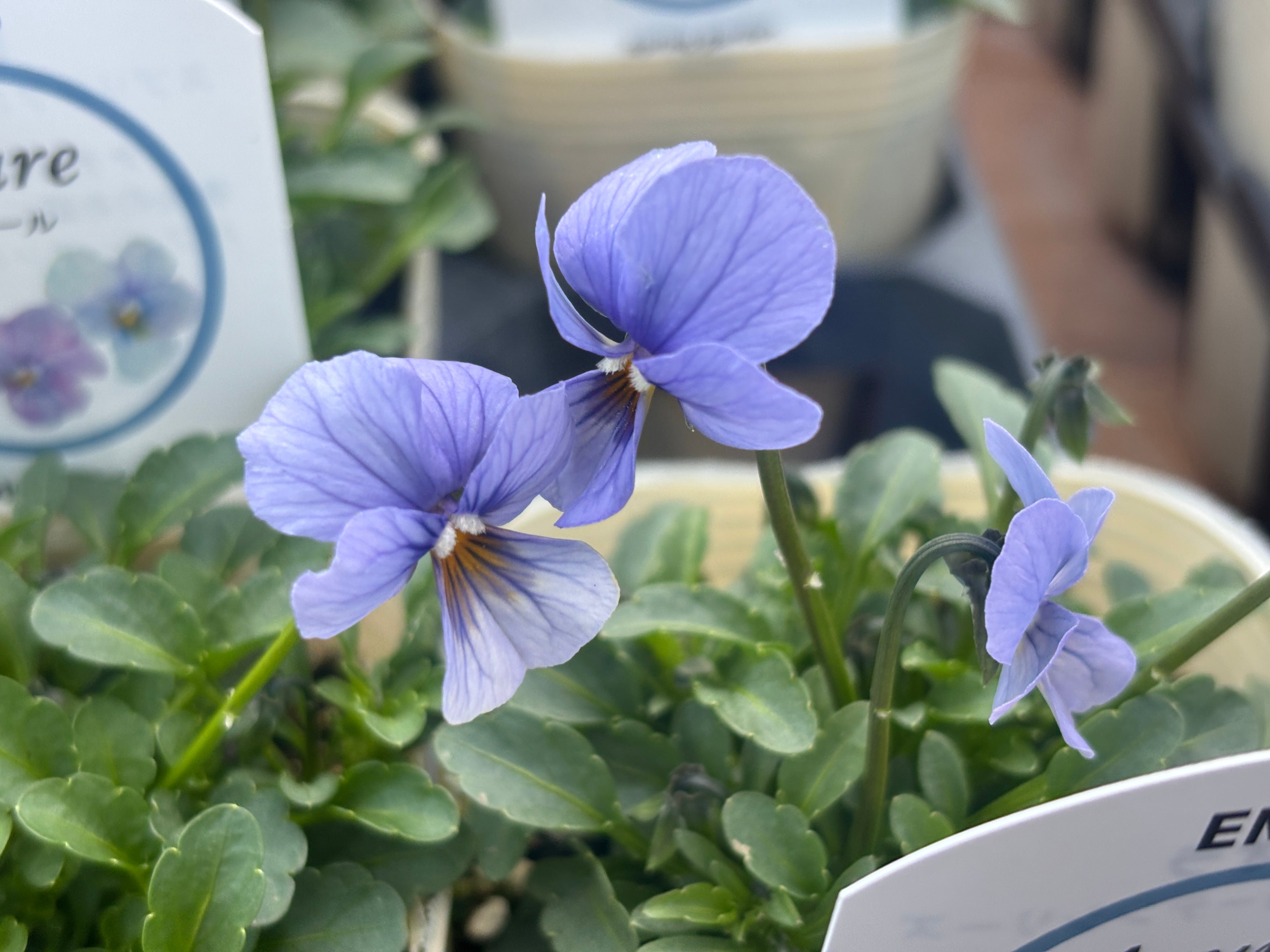 高見園芸 | nanagarden/ナナガーデン