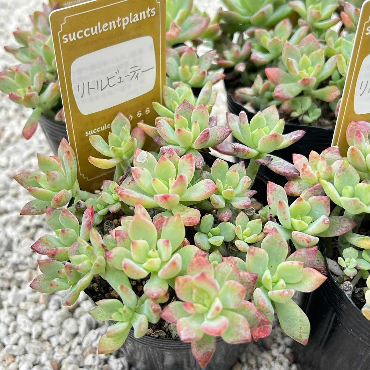 天使の雫 一寸苗 多肉植物 セダム | Succulent 花うらら 〜多肉植物