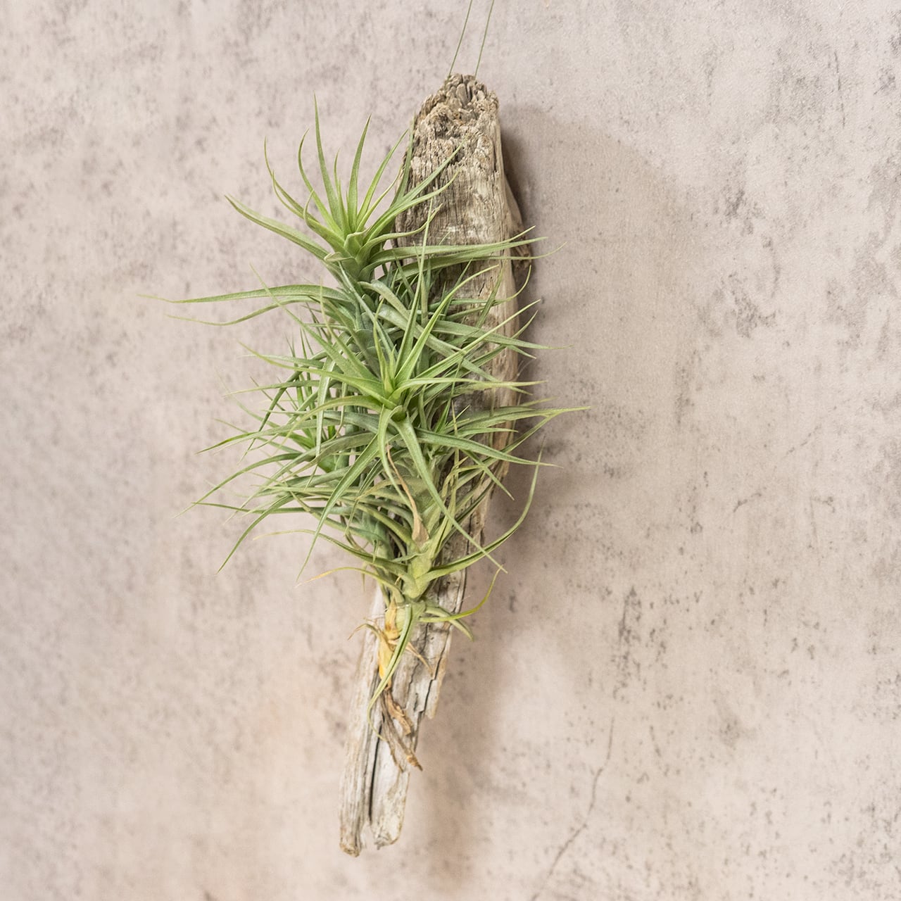 ティランジア・ベルゲリ（流木ハンギング仕立て） 美しく重なり合う葉の造形美とクランプの力強さを楽しむ一点物セレクション