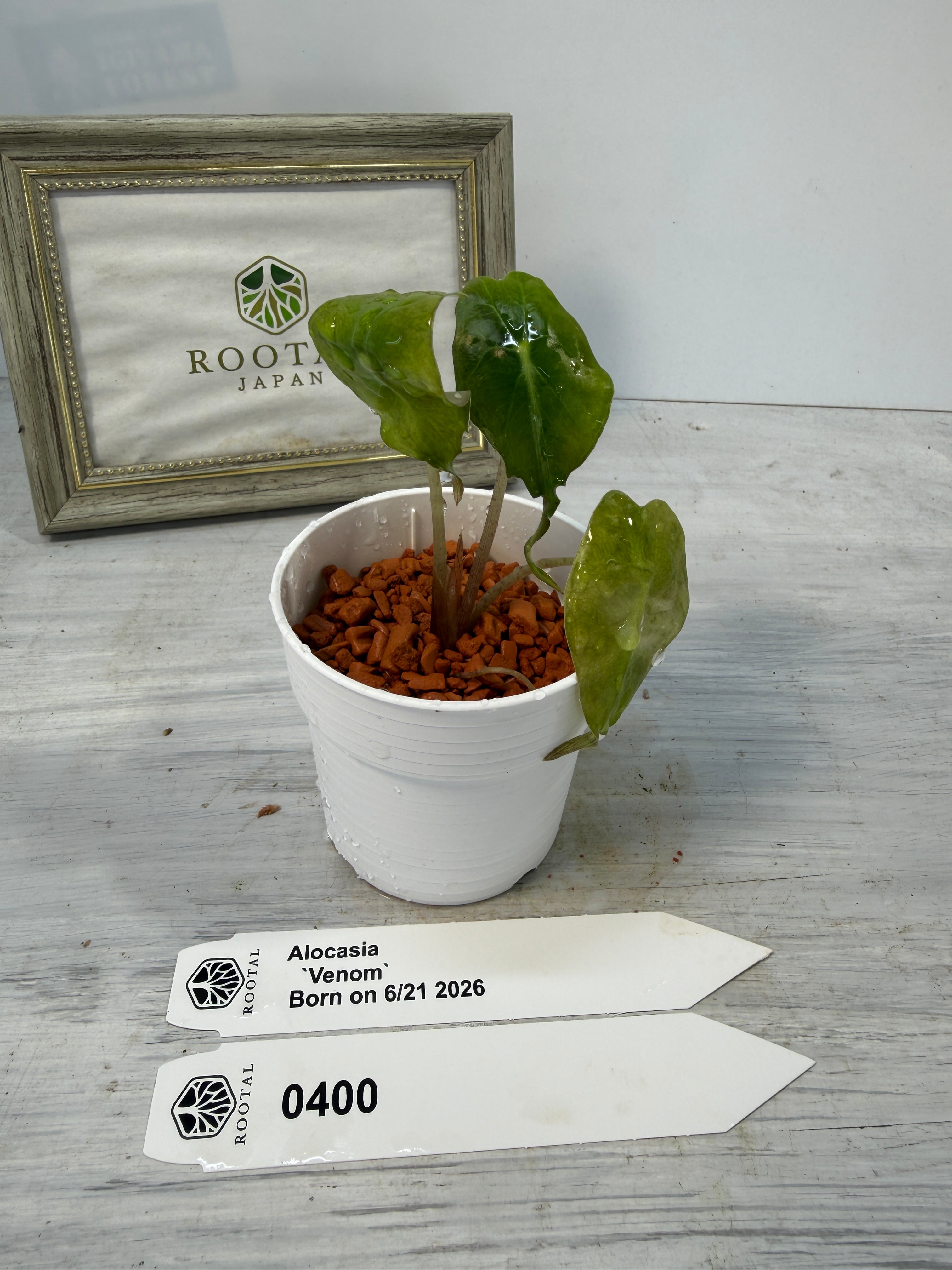 アロカシア | ROOTALPLANTS