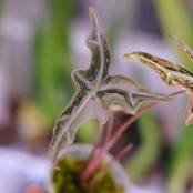 Alocasia Nobillis Pink "K"│アロカシア・ノビリス・ピンク③│観葉植物