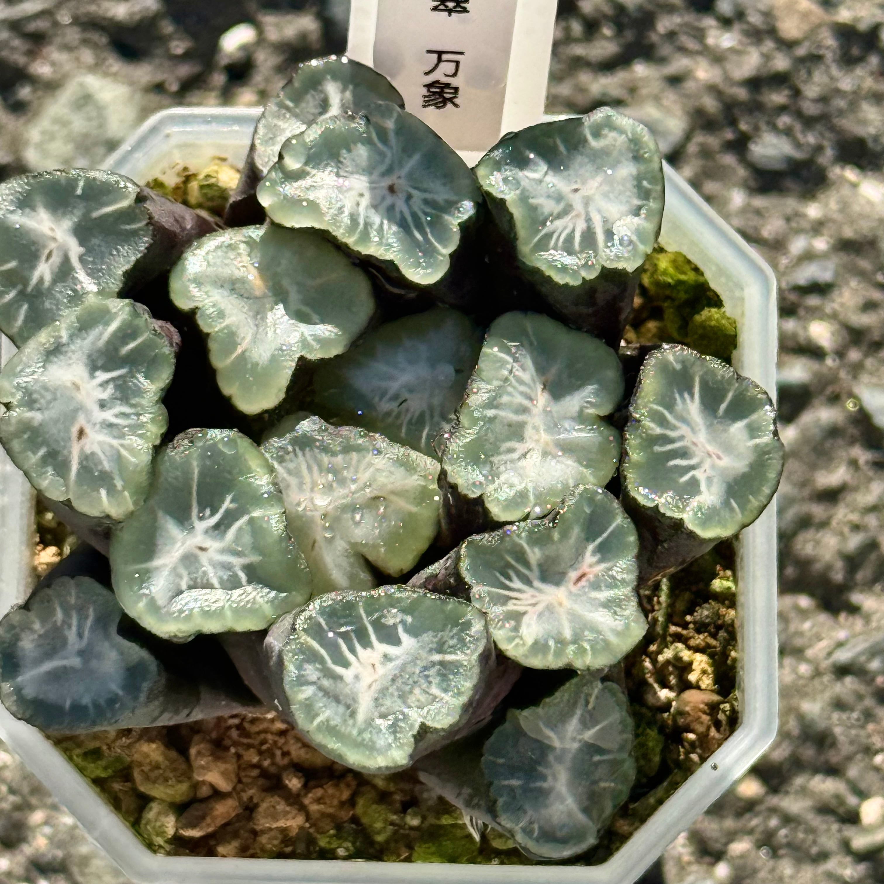 紫王オブツーサ錦 B157 糊斑超美株 | 珍しいハオ楽園