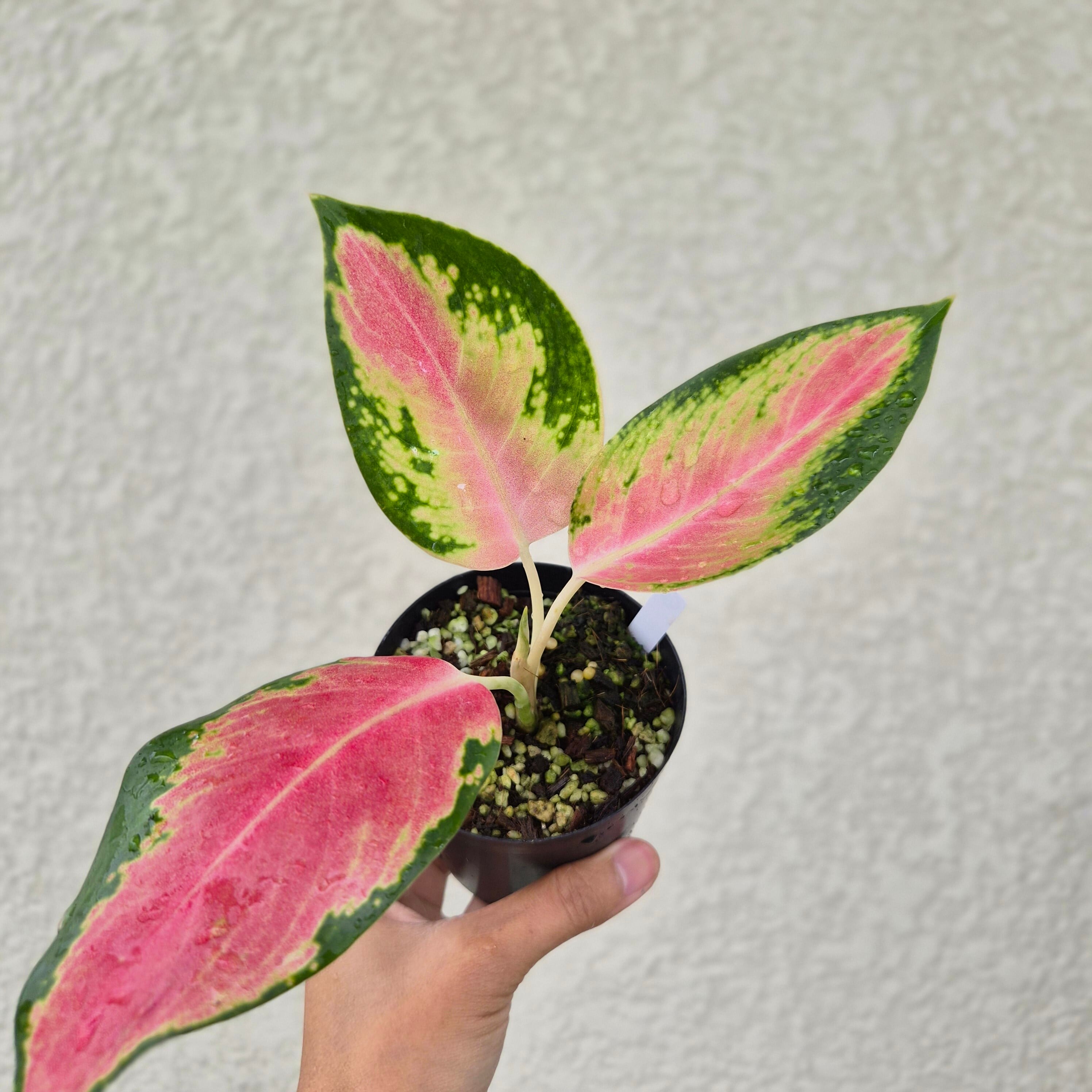 《Aglaonema SP》 アグラオネマ SP 観葉植物 /ポット発送
