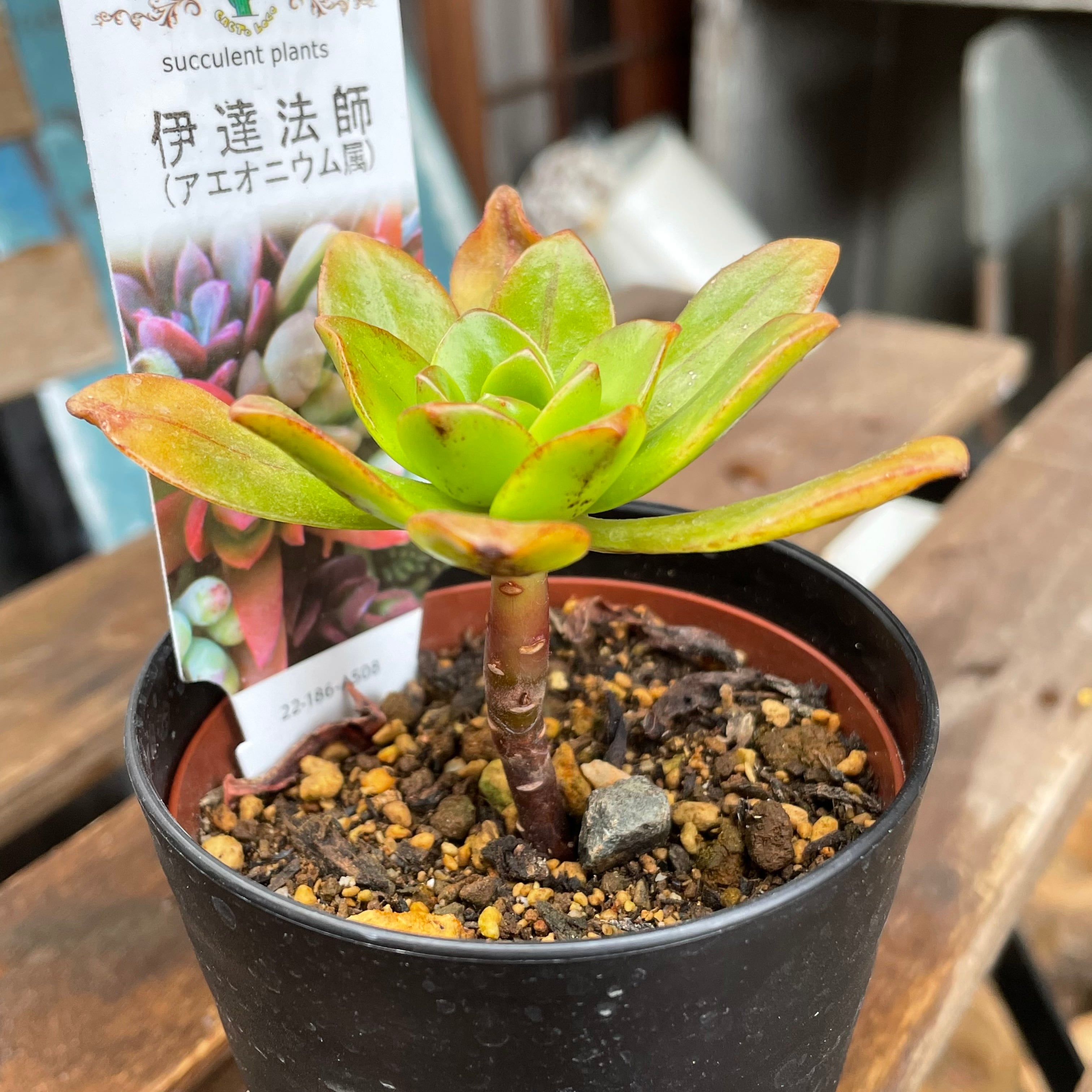 多肉植物❤アエオニウム❤伊達法師❤群生❤抜き苗