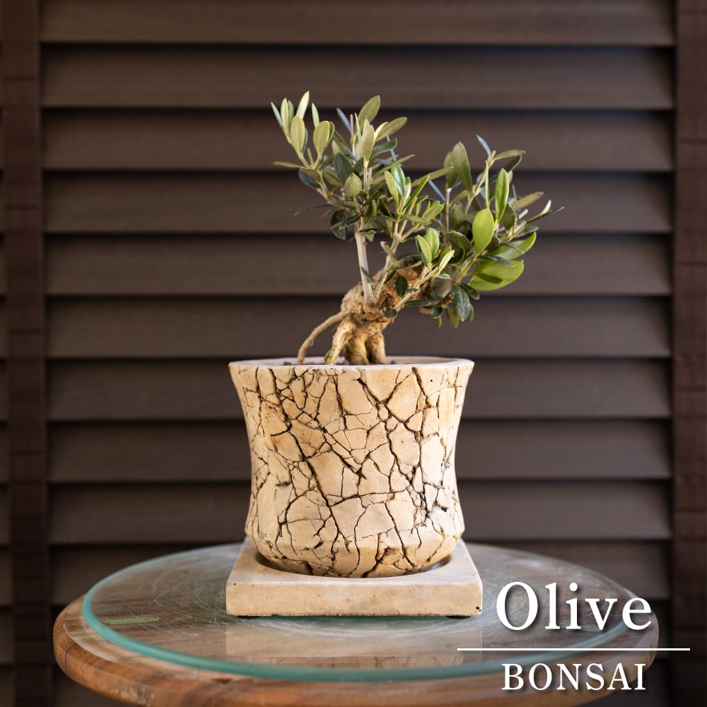 創樹 Olive オリーブの木 根上がり 盆栽 SOUJU Nevadillo blanco ネバディロブランコ オリーブ 陶器鉢