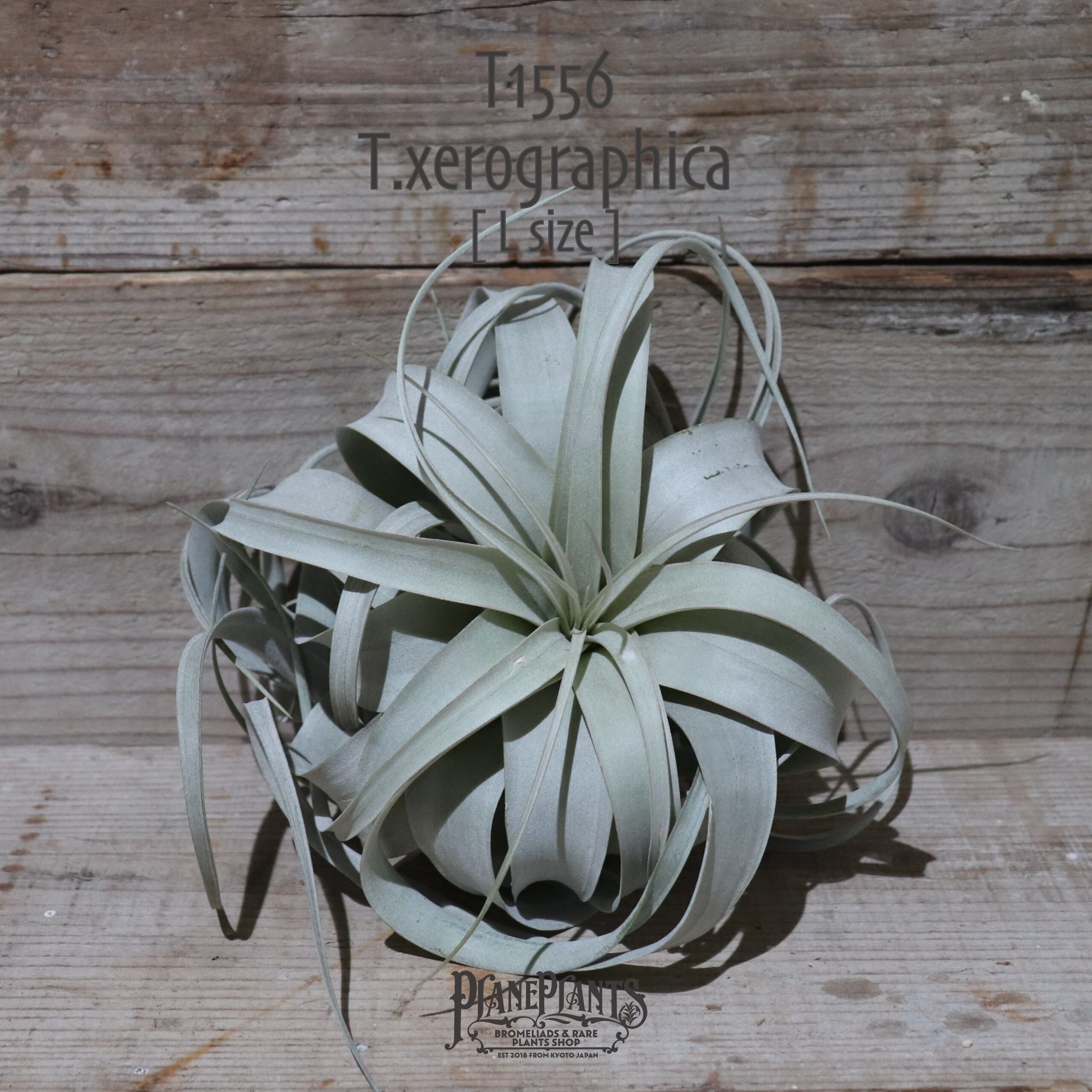 【送料無料】キセログラフィカ L〔エアプランツ〕現品発送T1556