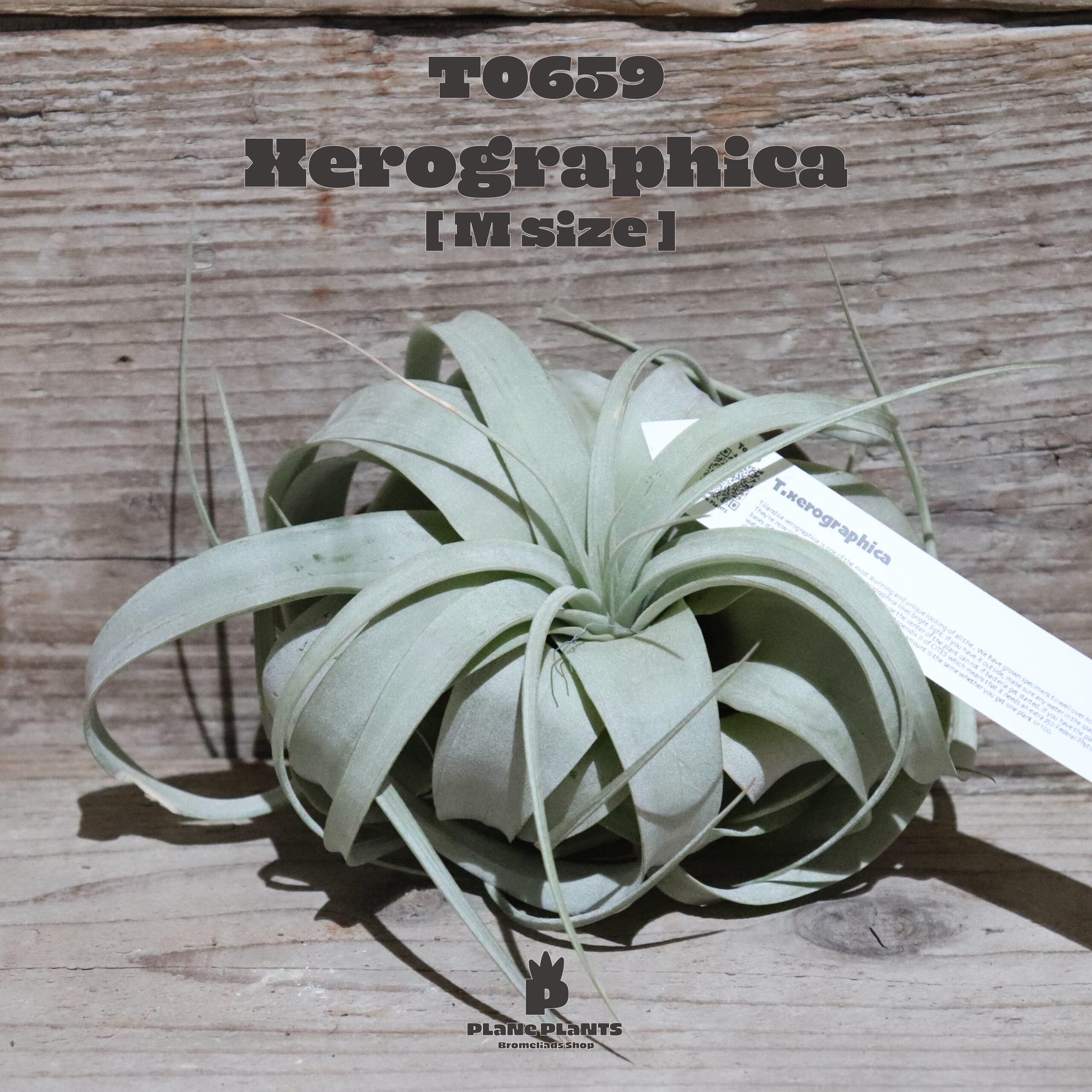 【送料無料】キセログラフィカ M〔エアプランツ〕現品発送T0659
