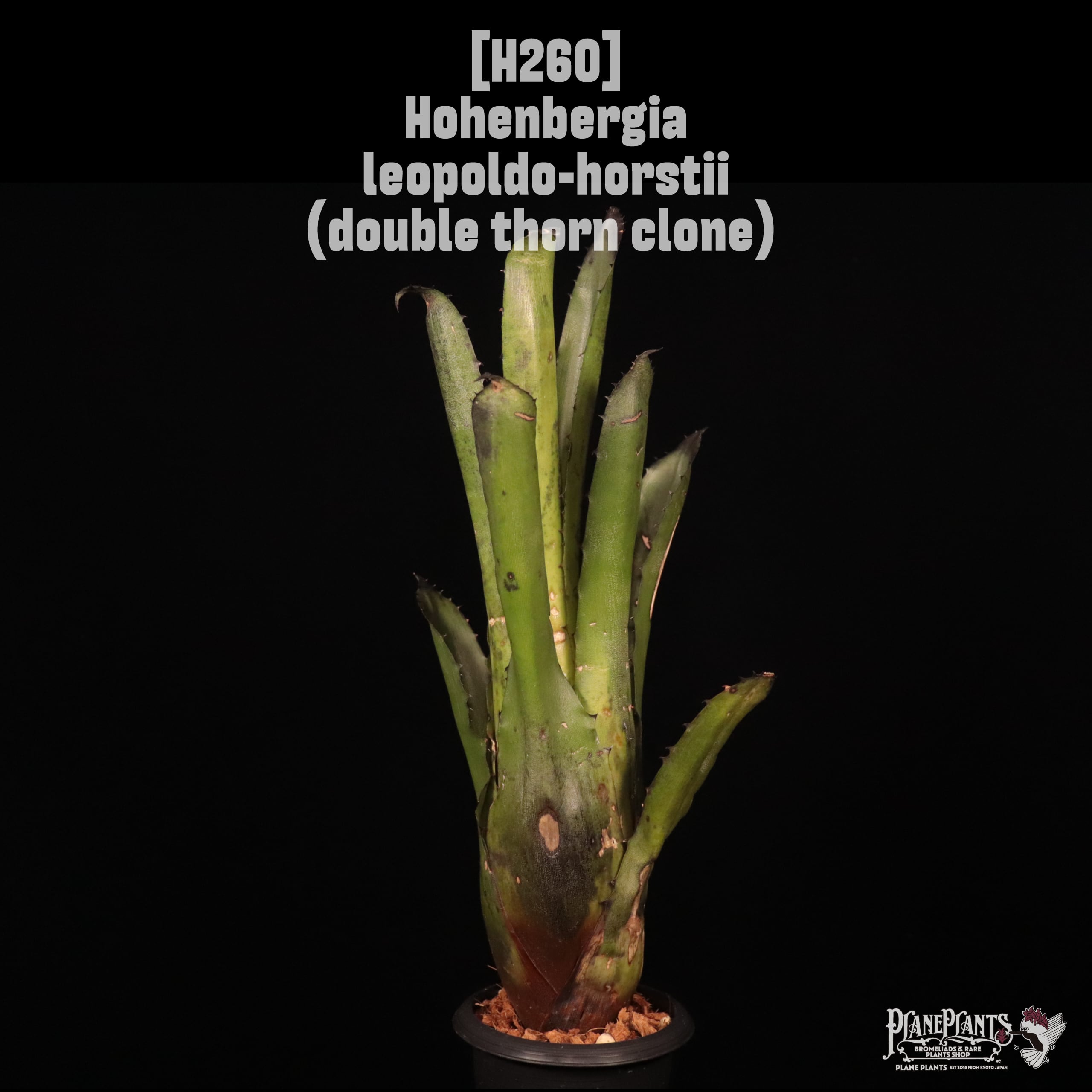 Hohenbergia | plane plants