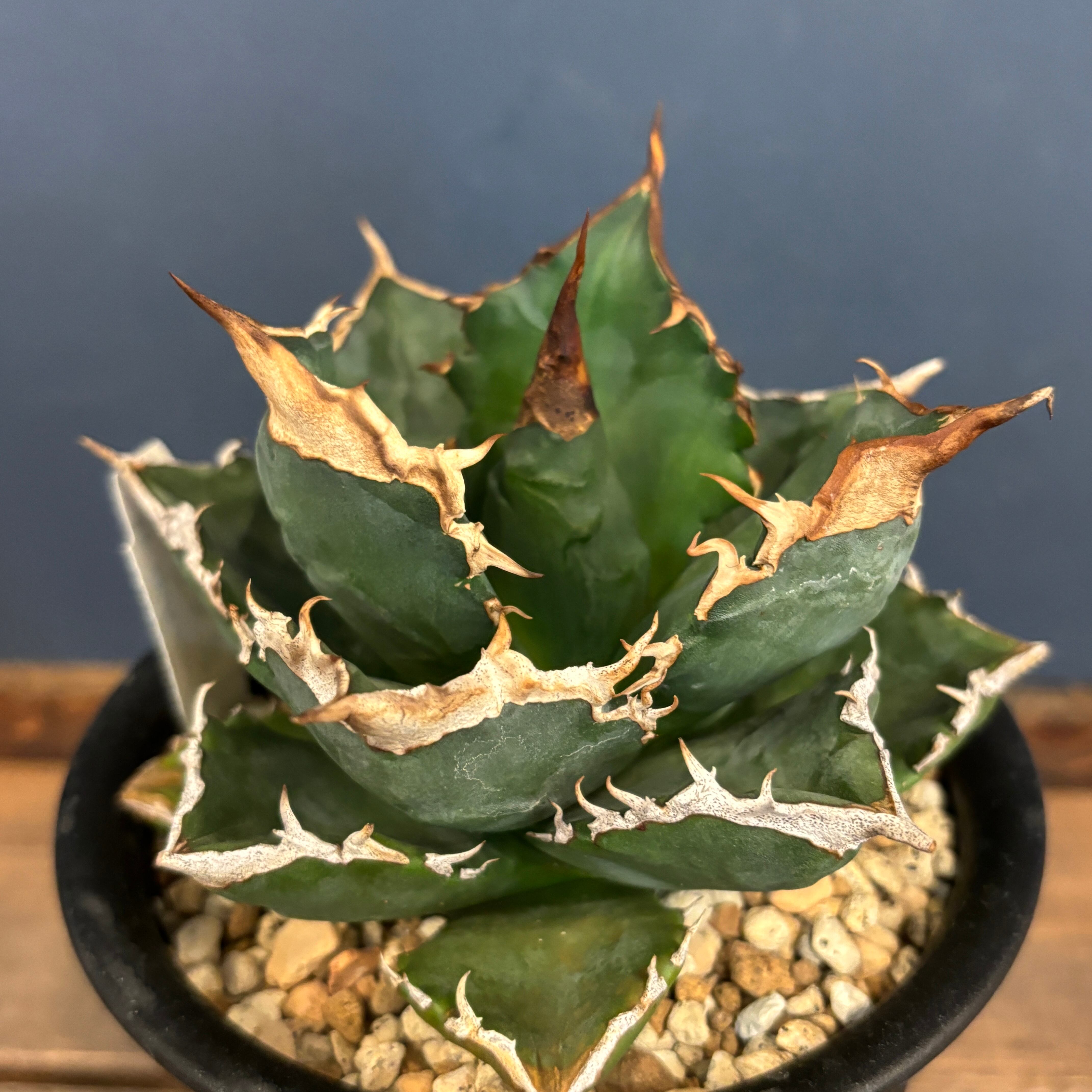 委）アガベ チタノタ 白火焔 ホワイトファイヤー【919】 | PROTOLEAF