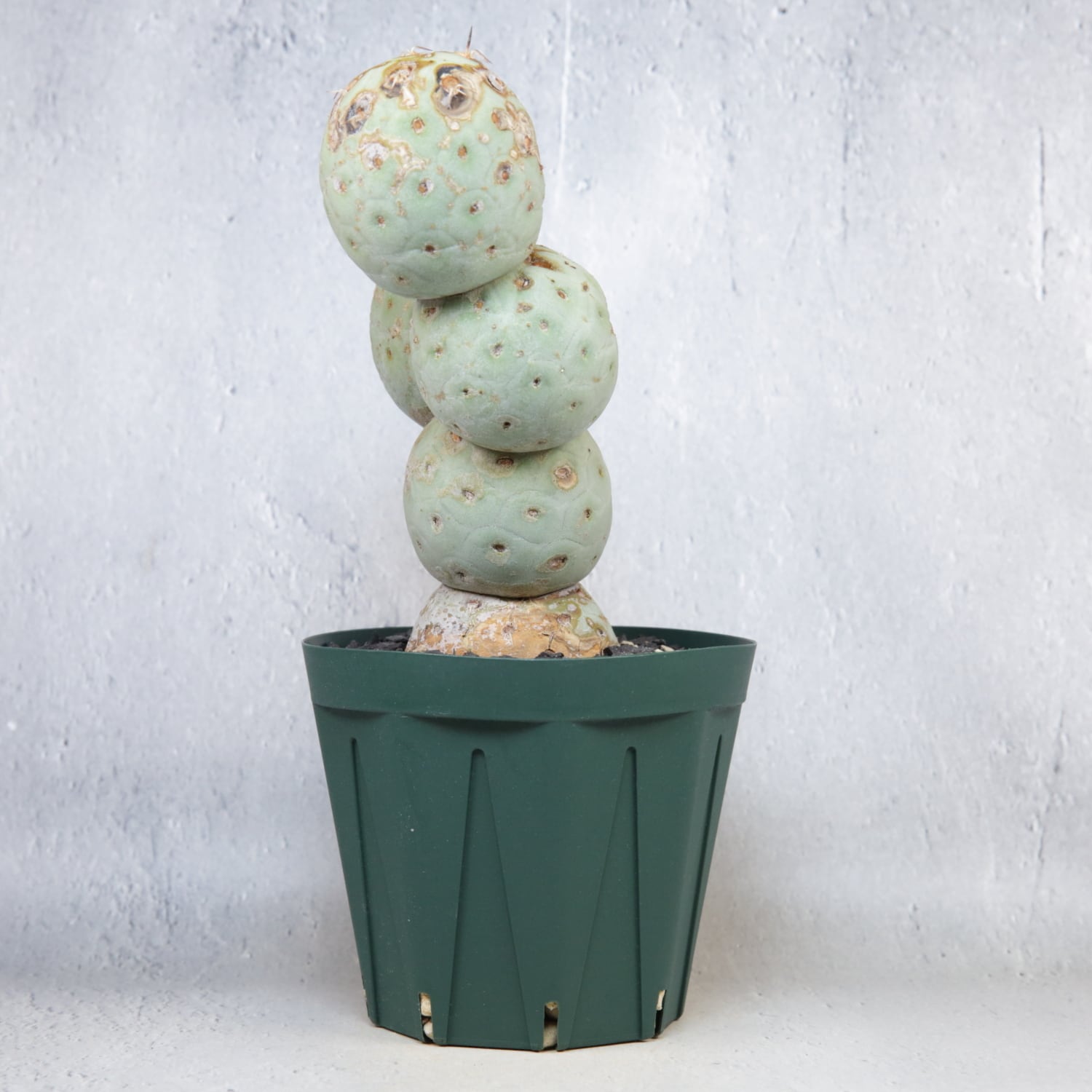 大球 5球 棘無し テフロカクタス ゲオメトリクス | LIGHTHOUSE.PLANTS