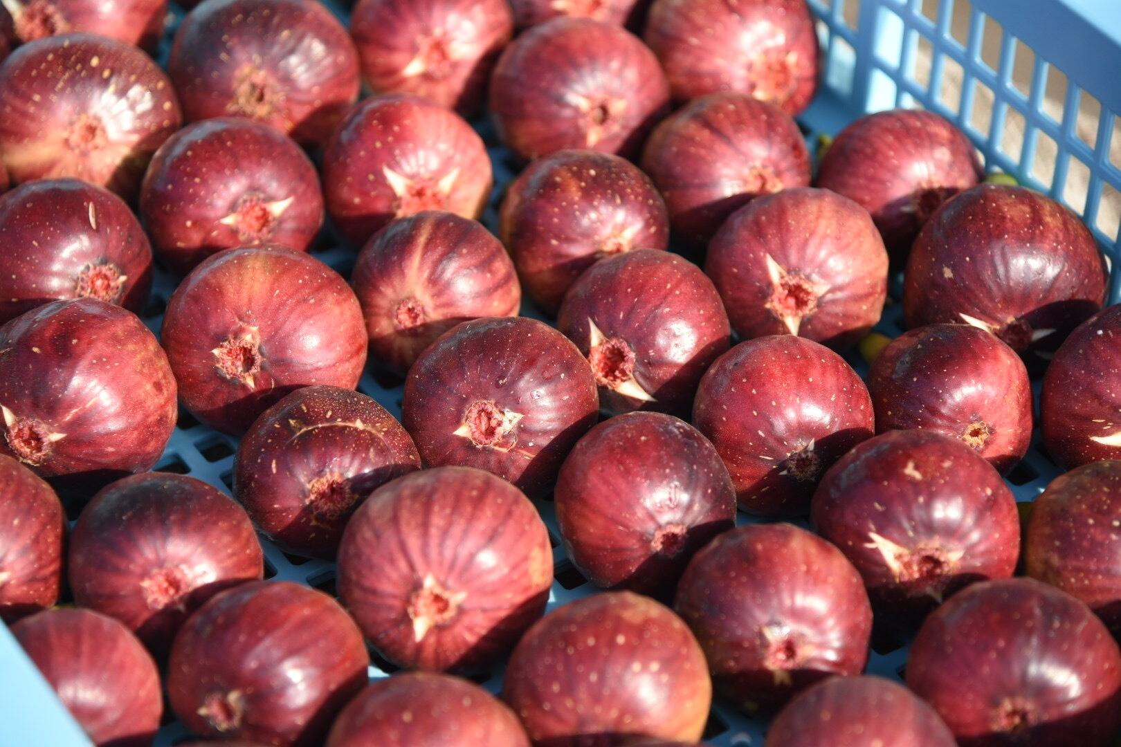 【農薬・除草剤不使用】山あいの朝採れ◎完熟いちじく（9〜16玉）