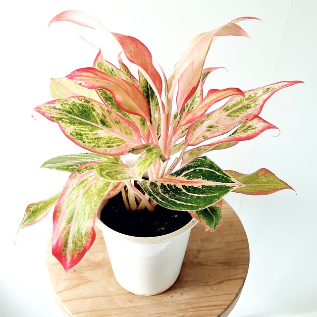 アグラオネマ 観葉植物 calm cafe