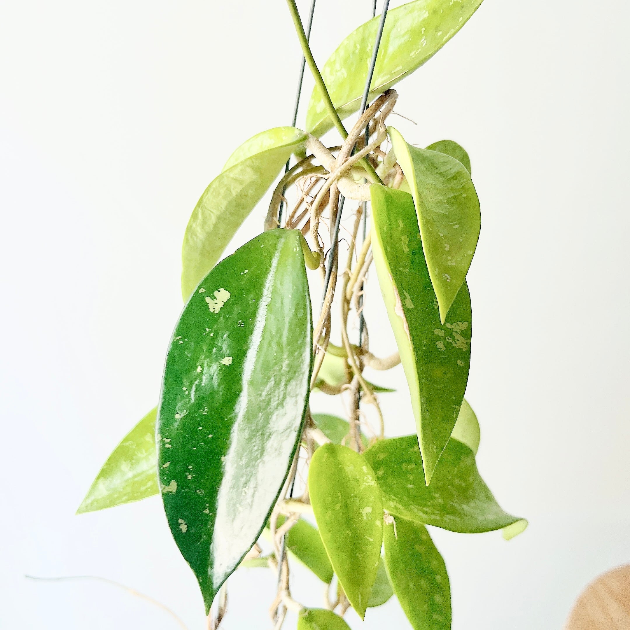 希少品種ホヤコレクション：Hoya pottsii 'Silver'（ホヤ・ポッツィー