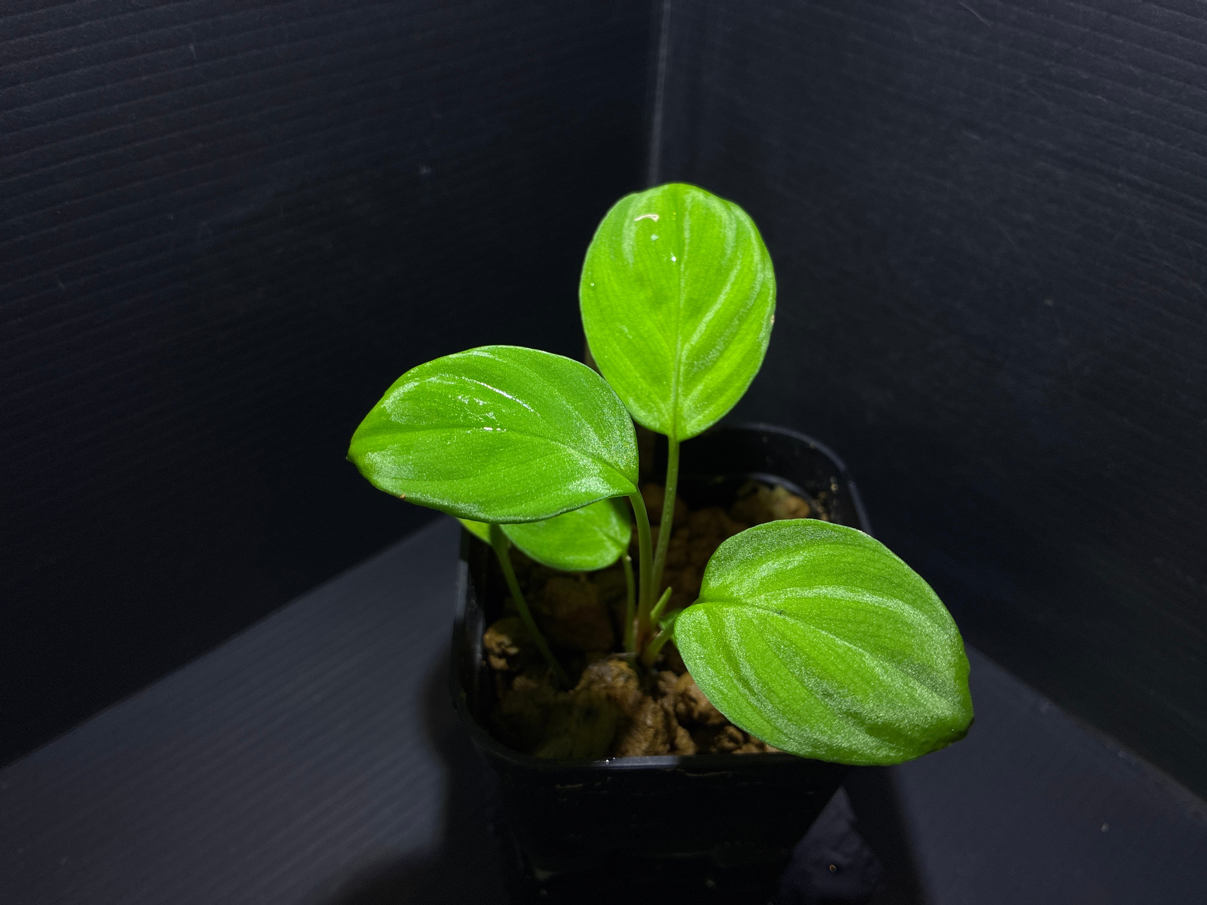 Bucephalandra sp. Murung raya 【LA0515-03】① | AquaFocus