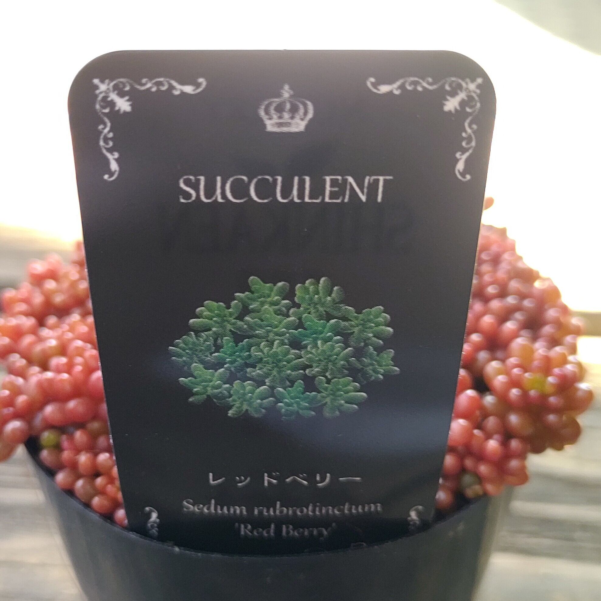 奈良県M様ご注文 もりもり紅葉レッドベリー（いくら玉） | RuPo 多肉