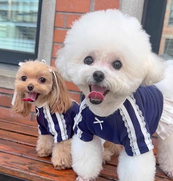 《予約》№3102243 袖レーストレーナーワンピース