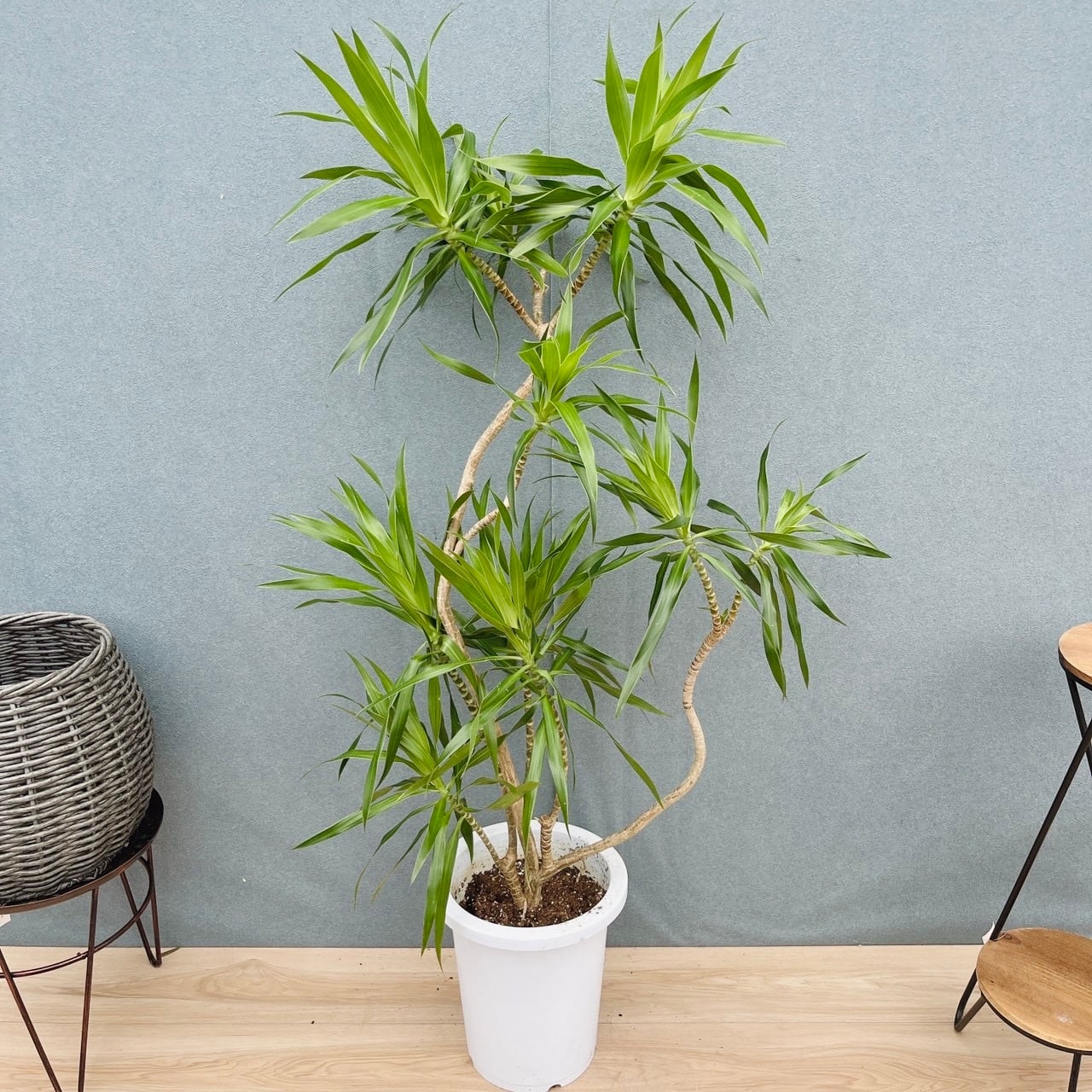 PF green☆【観葉植物/鉢苗/インテリア販売】