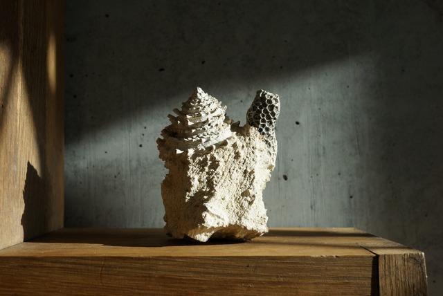 フランス産巻貝/サンゴ化石 Gastropod Fossil 1447