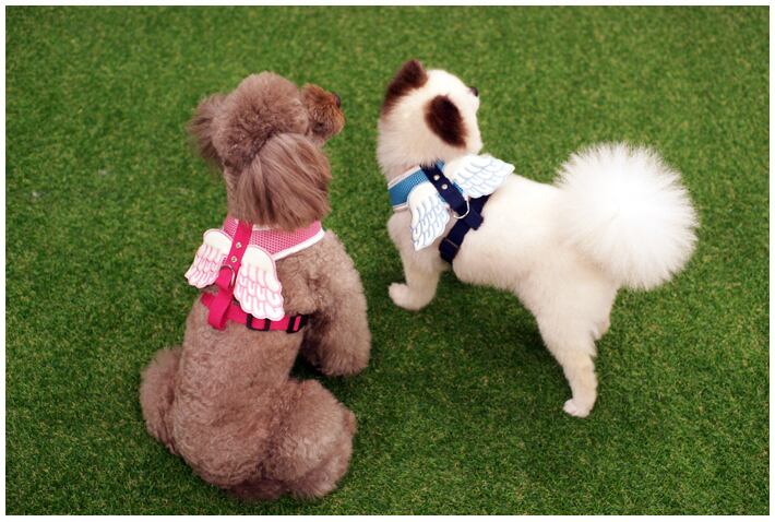 エンゼルハーネス&リードセット S ~ L 2color  /  犬 犬用 ハーネス 小型犬 中型犬 ドッグウェア ペット用品 胴輪